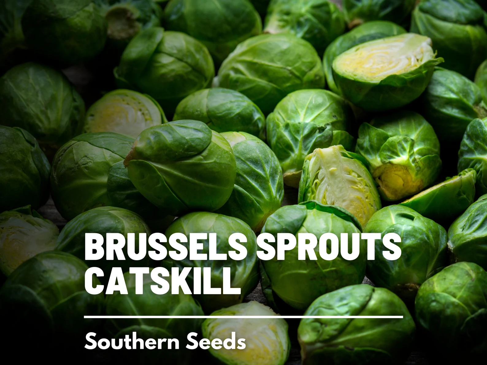  Catskill Brussels Sprouts Seeds – Heirloom, Open-Pollinated (250 Seeds) 