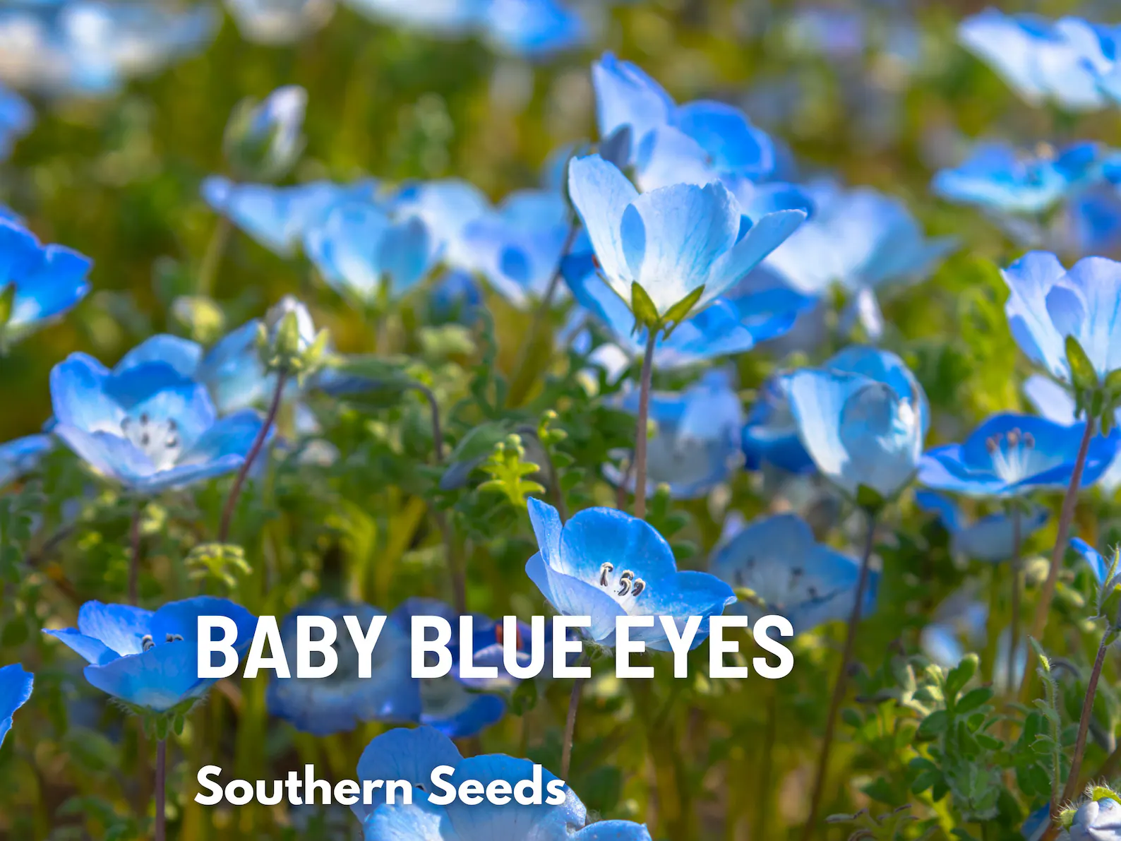  Baby Blue Eyes Seeds – Heirloom Wildflower, Sky-Blue Blooms, California Native (200 Seeds) 