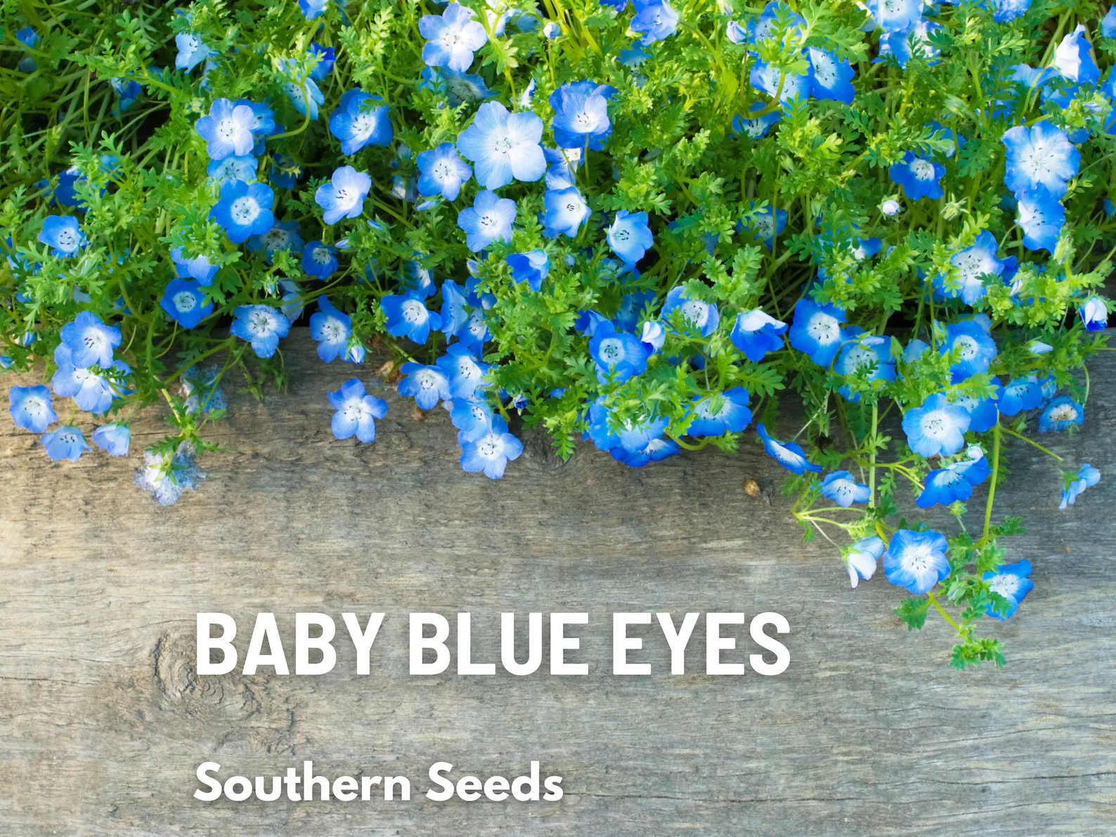  Baby Blue Eyes Seeds – Heirloom Wildflower, Sky-Blue Blooms, California Native (200 Seeds) 