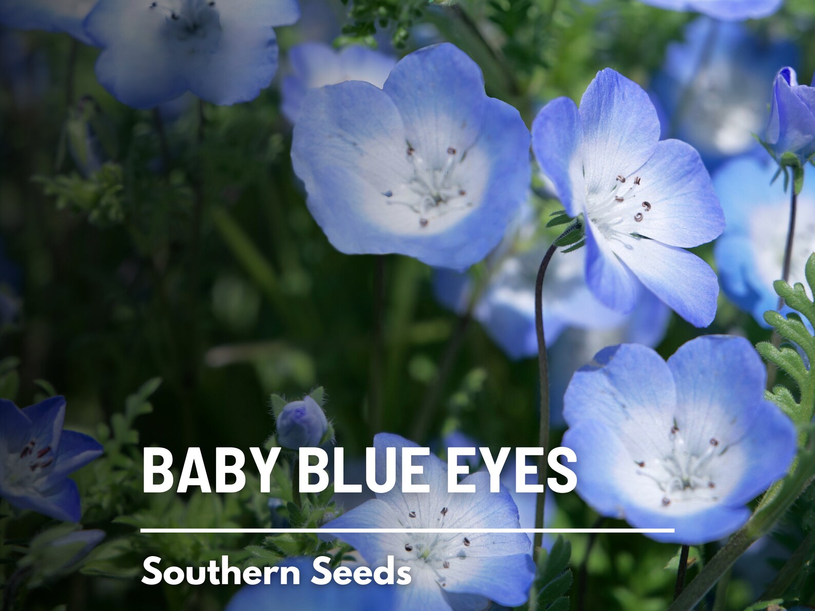  Baby Blue Eyes Seeds – Heirloom Wildflower, Sky-Blue Blooms, California Native (200 Seeds) 