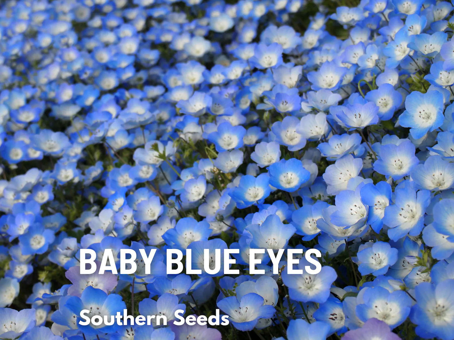  Baby Blue Eyes Seeds – Heirloom Wildflower, Sky-Blue Blooms, California Native (200 Seeds) 
