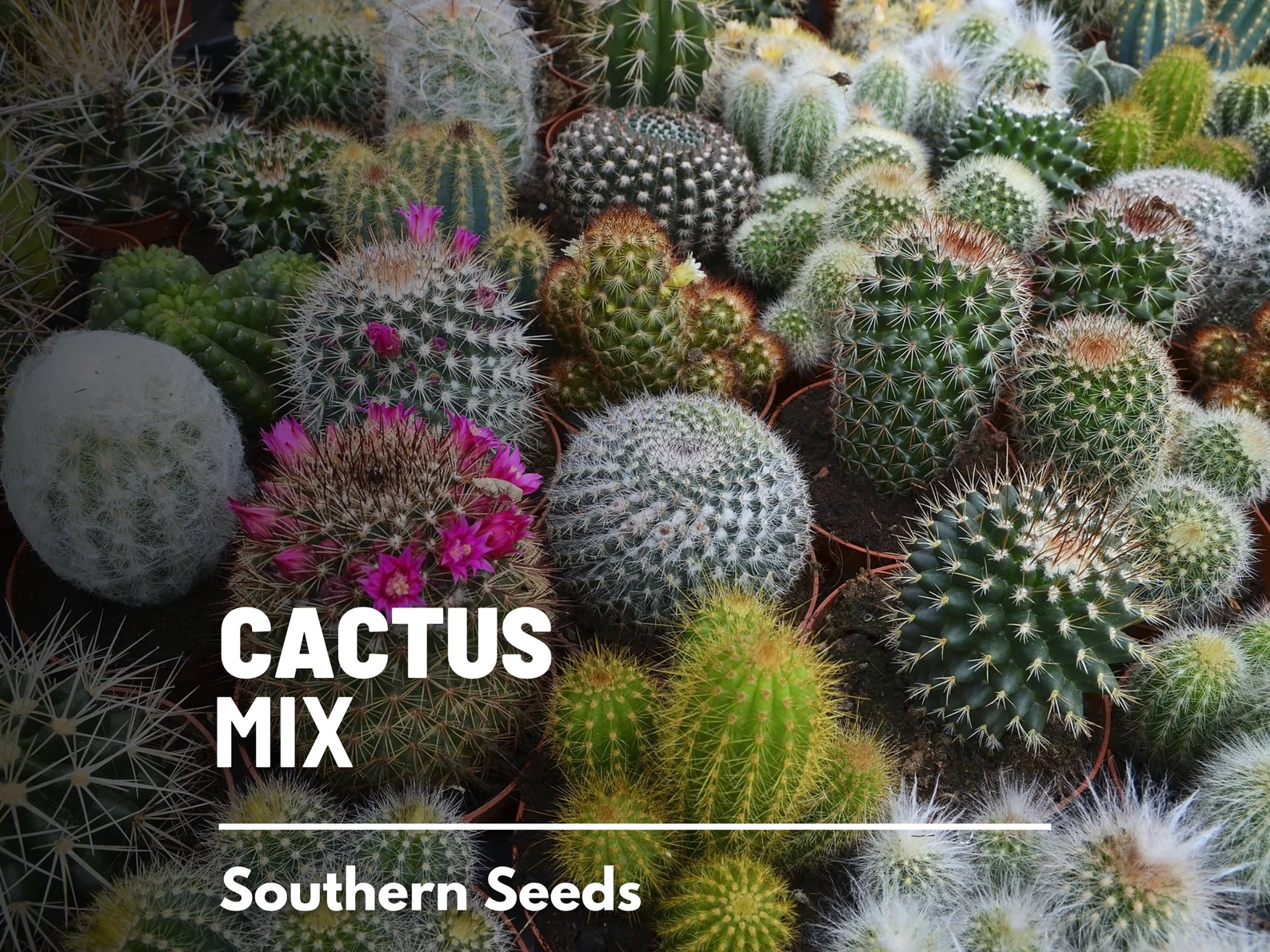  Cactus Mix Seeds – Heirloom Cacti and Succulents, Drought Tolerant (30 Seeds) 