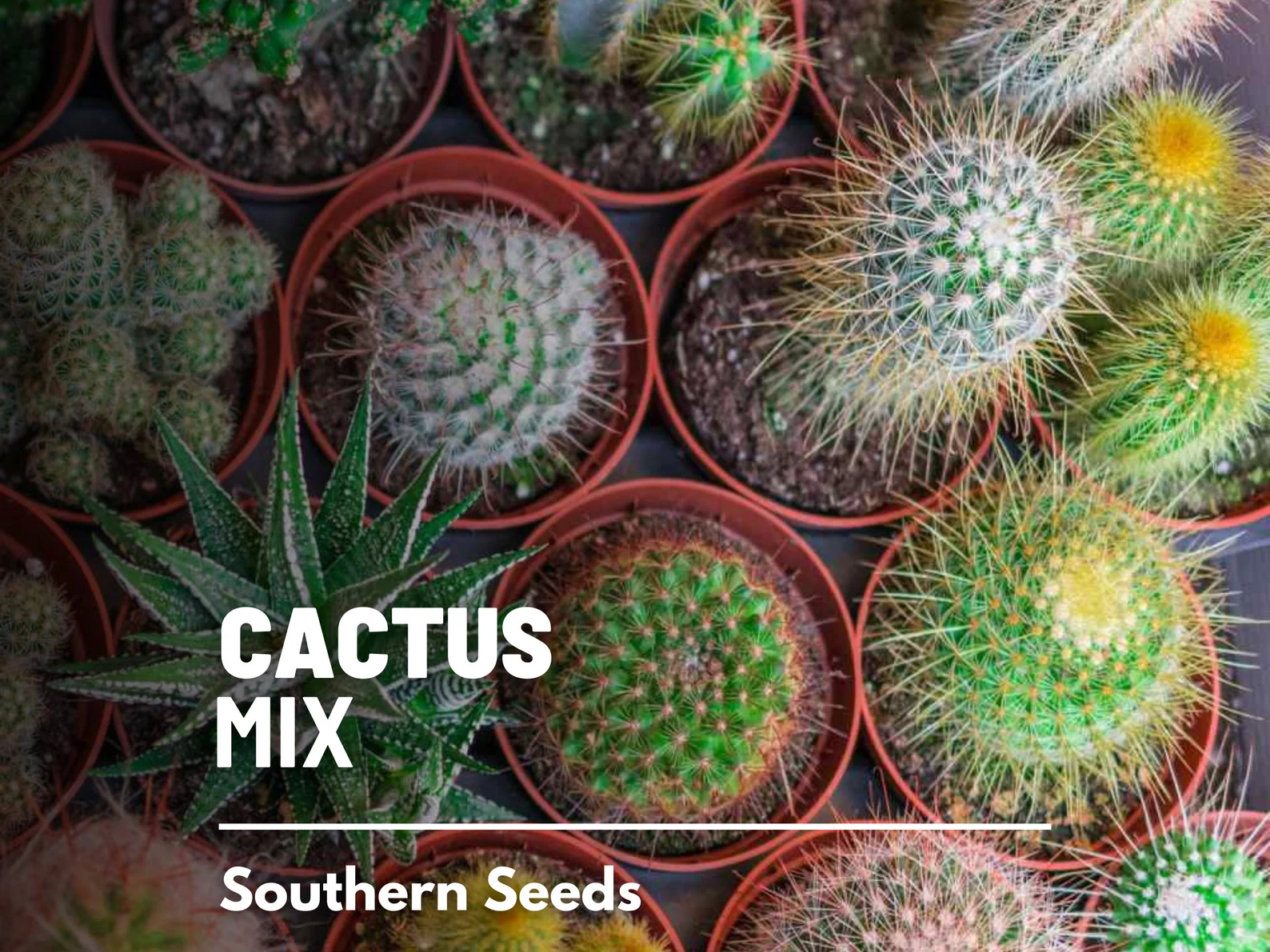  Cactus Mix Seeds – Heirloom Cacti and Succulents, Drought Tolerant (30 Seeds) 