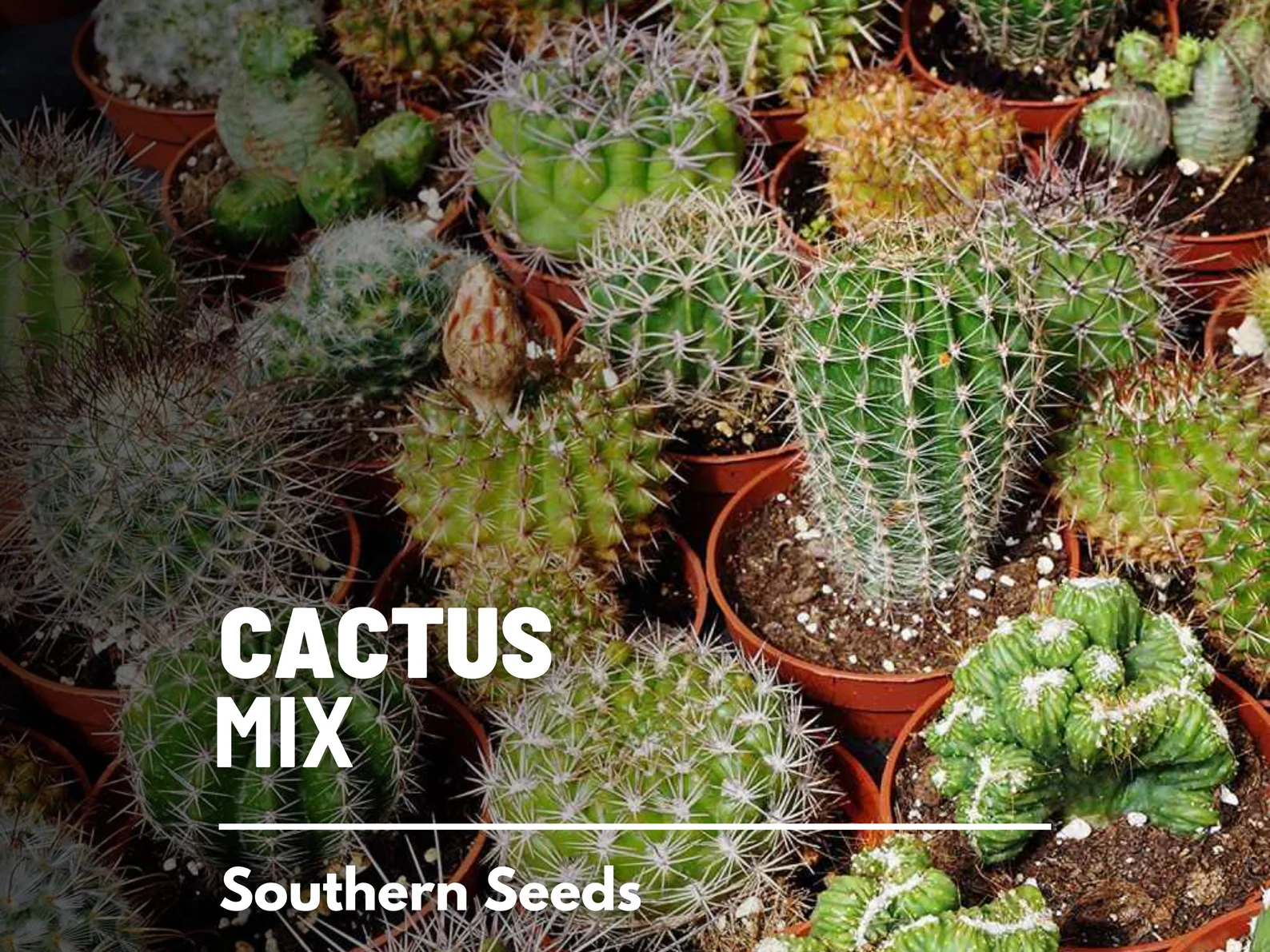  Cactus Mix Seeds – Heirloom Cacti and Succulents, Drought Tolerant (30 Seeds) 