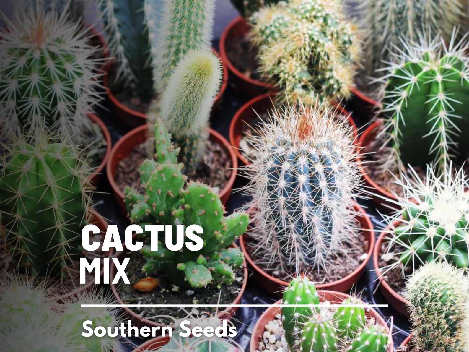  Cactus Mix Seeds – Heirloom Cacti and Succulents, Drought Tolerant (30 Seeds) 