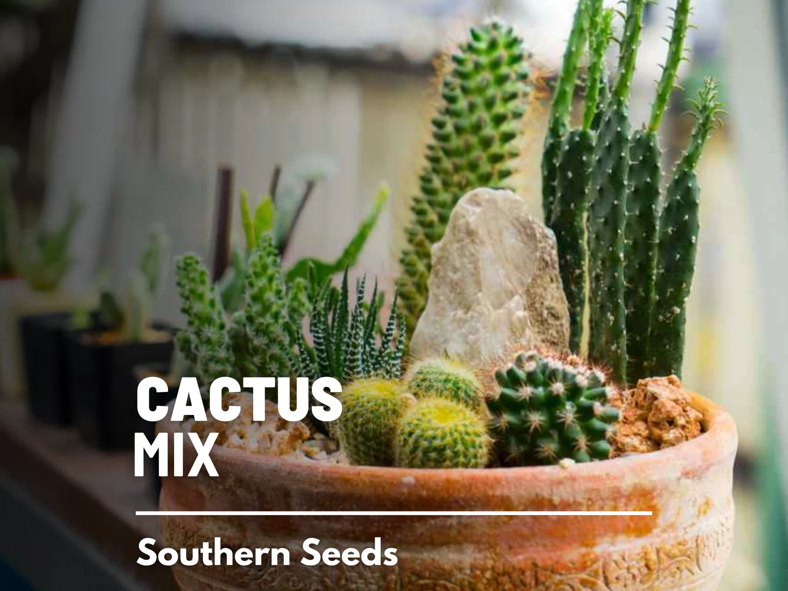  Cactus Mix Seeds – Heirloom Cacti and Succulents, Drought Tolerant (30 Seeds) 
