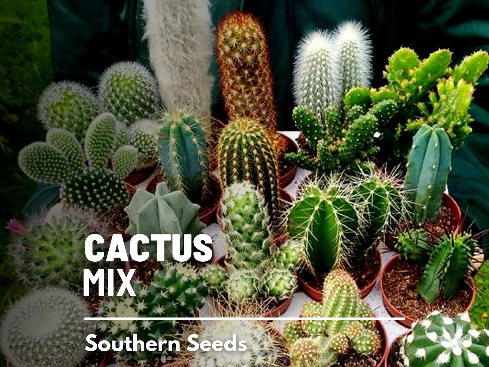  Cactus Mix Seeds – Heirloom Cacti and Succulents, Drought Tolerant (30 Seeds) 