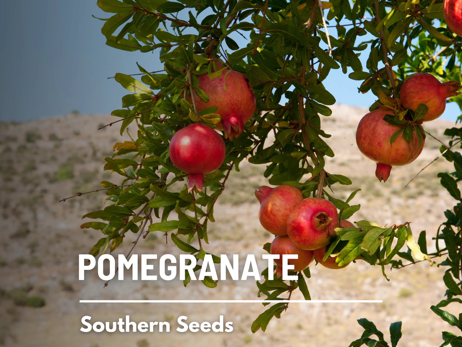 Pomegranate Seeds – Heirloom, Open Pollinated, Non-GMO Fruit, Superfood, Punica granatum, Sweet and Tart | 20 Seeds 