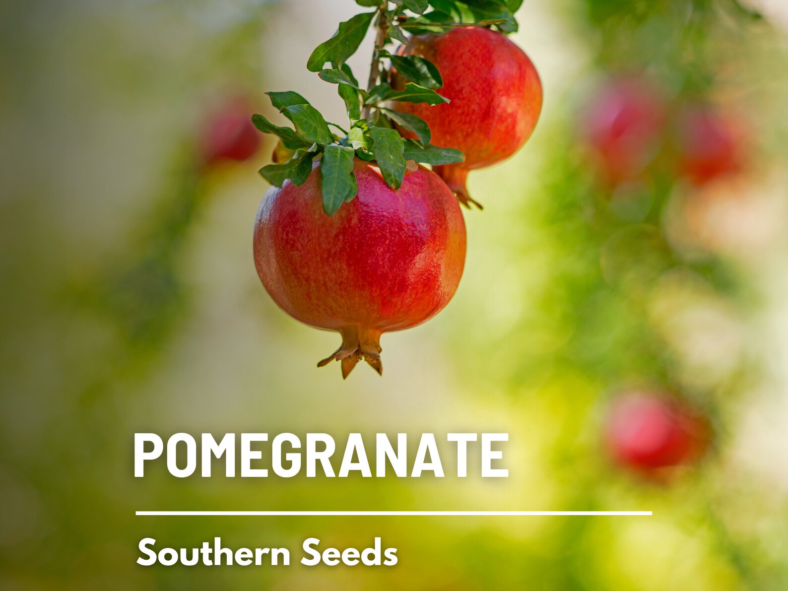  Pomegranate Seeds – Heirloom, Open Pollinated, Non-GMO Fruit, Superfood, Punica granatum, Sweet and Tart | 20 Seeds 