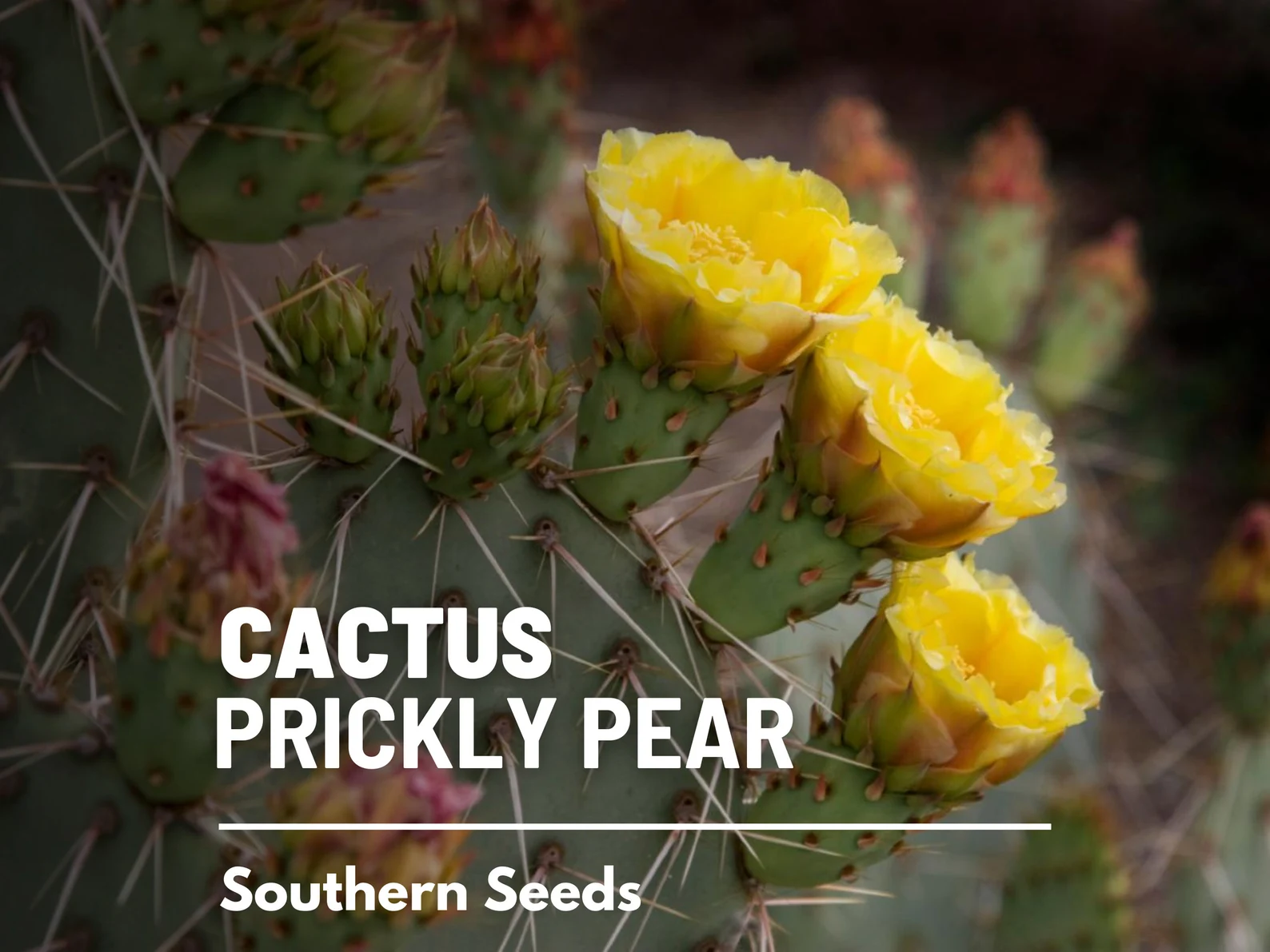  Prickly Pear Cactus Seeds – Heirloom Indian Fig Opuntia, Edible Pads and Fruit (15 Seeds) 