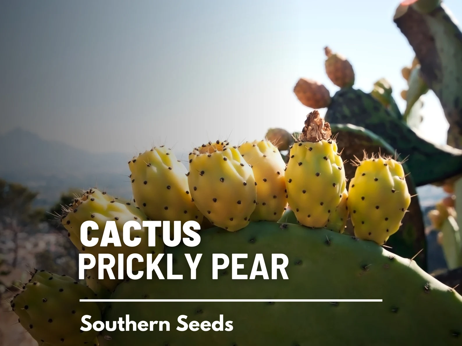  Prickly Pear Cactus Seeds – Heirloom Indian Fig Opuntia, Edible Pads and Fruit (15 Seeds) 