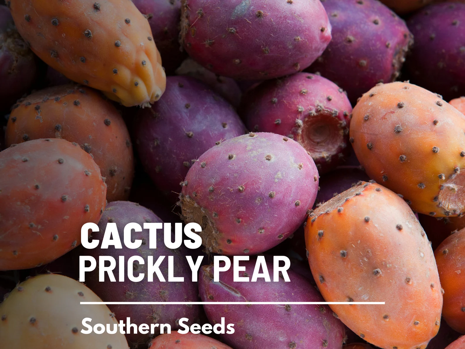  Prickly Pear Cactus Seeds – Heirloom Indian Fig Opuntia, Edible Pads and Fruit (15 Seeds) 