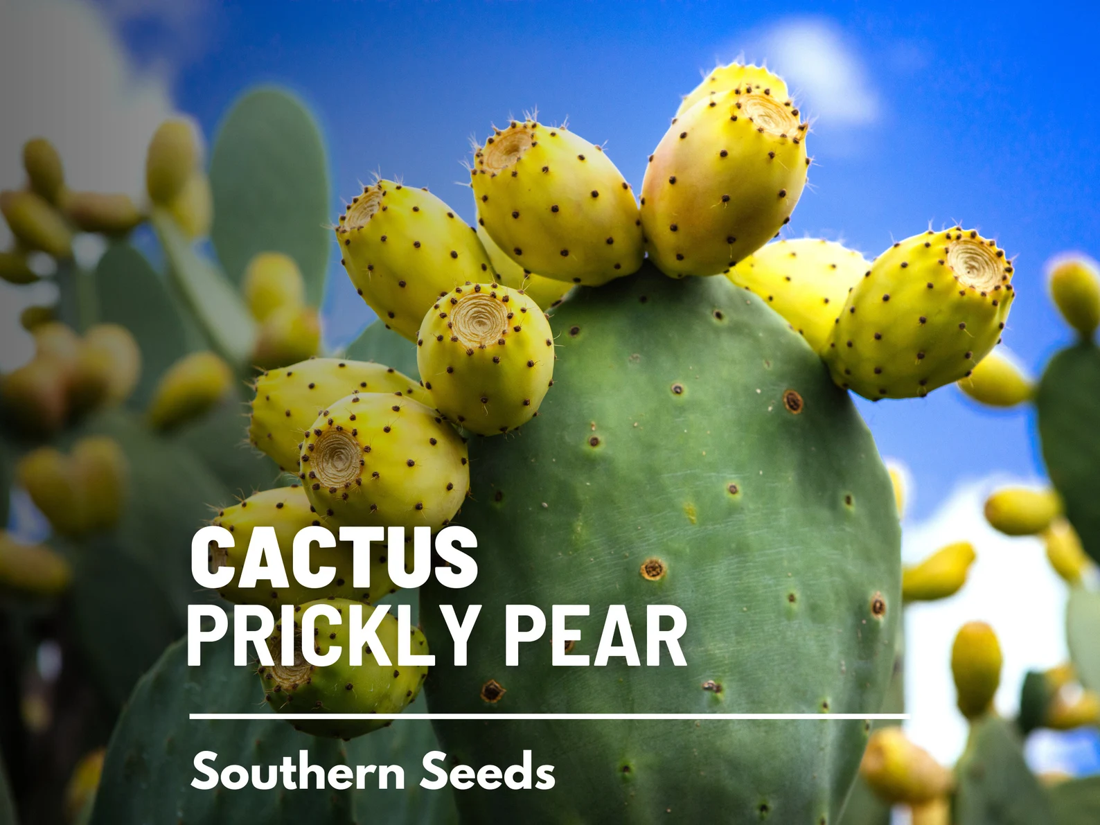  Prickly Pear Cactus Seeds – Heirloom Indian Fig Opuntia, Edible Pads and Fruit (15 Seeds) 