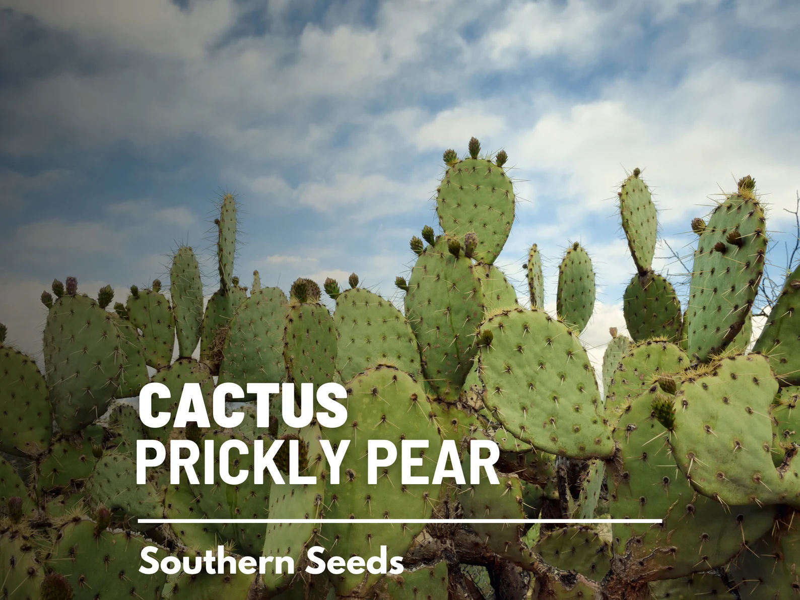  Prickly Pear Cactus Seeds – Heirloom Indian Fig Opuntia, Edible Pads and Fruit (15 Seeds) 