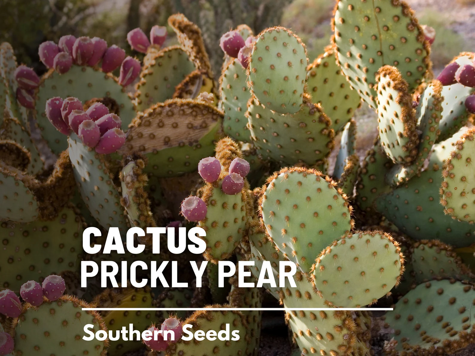  Prickly Pear Cactus Seeds – Heirloom Indian Fig Opuntia, Edible Pads and Fruit (15 Seeds) 
