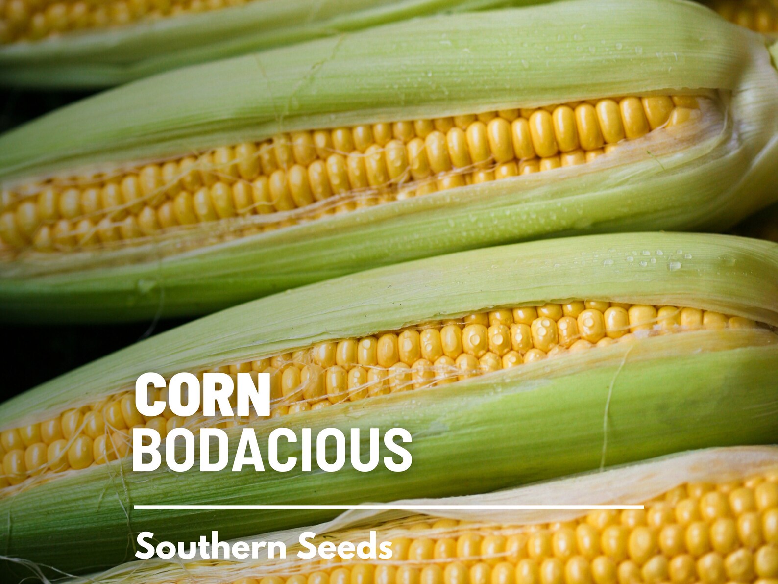  Bodacious Sweet Corn Seeds – Hybrid, Non-GMO, SE-ho Sweet Corn (30 Seeds) 