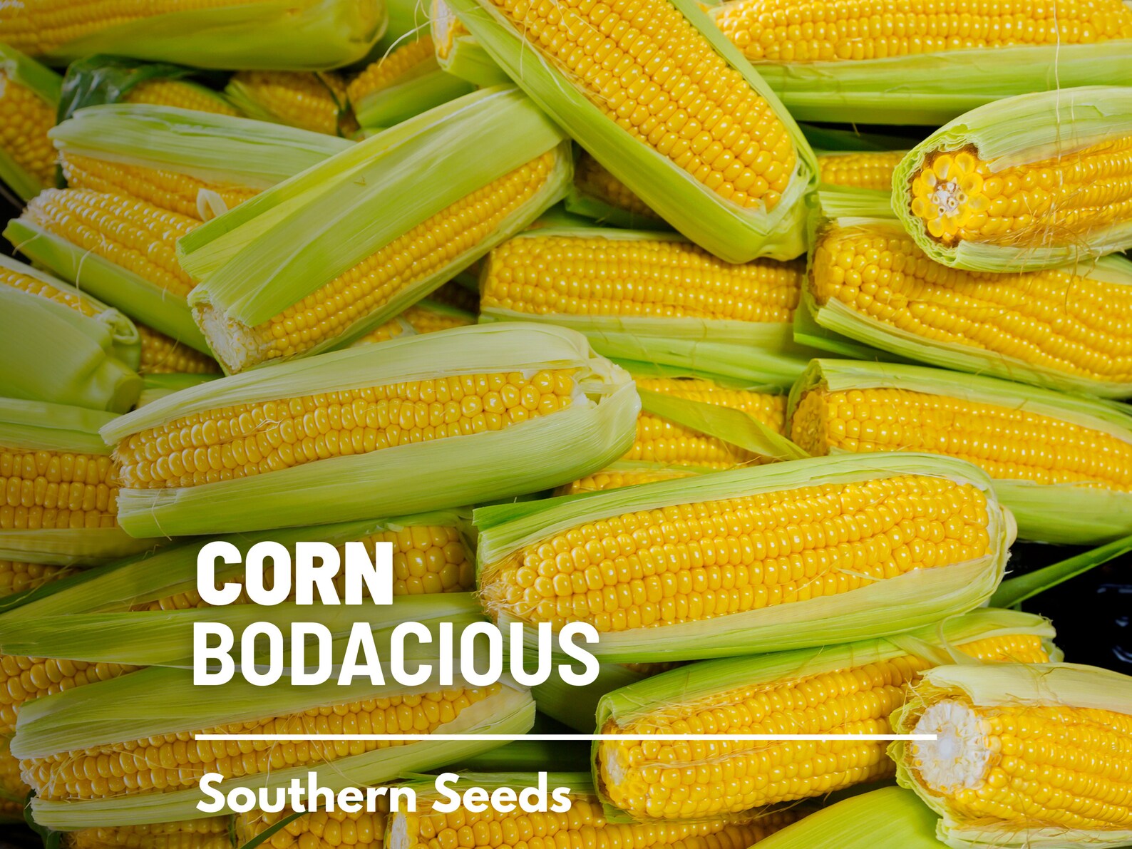  Bodacious Sweet Corn Seeds – Hybrid, Non-GMO, SE-ho Sweet Corn (30 Seeds) 