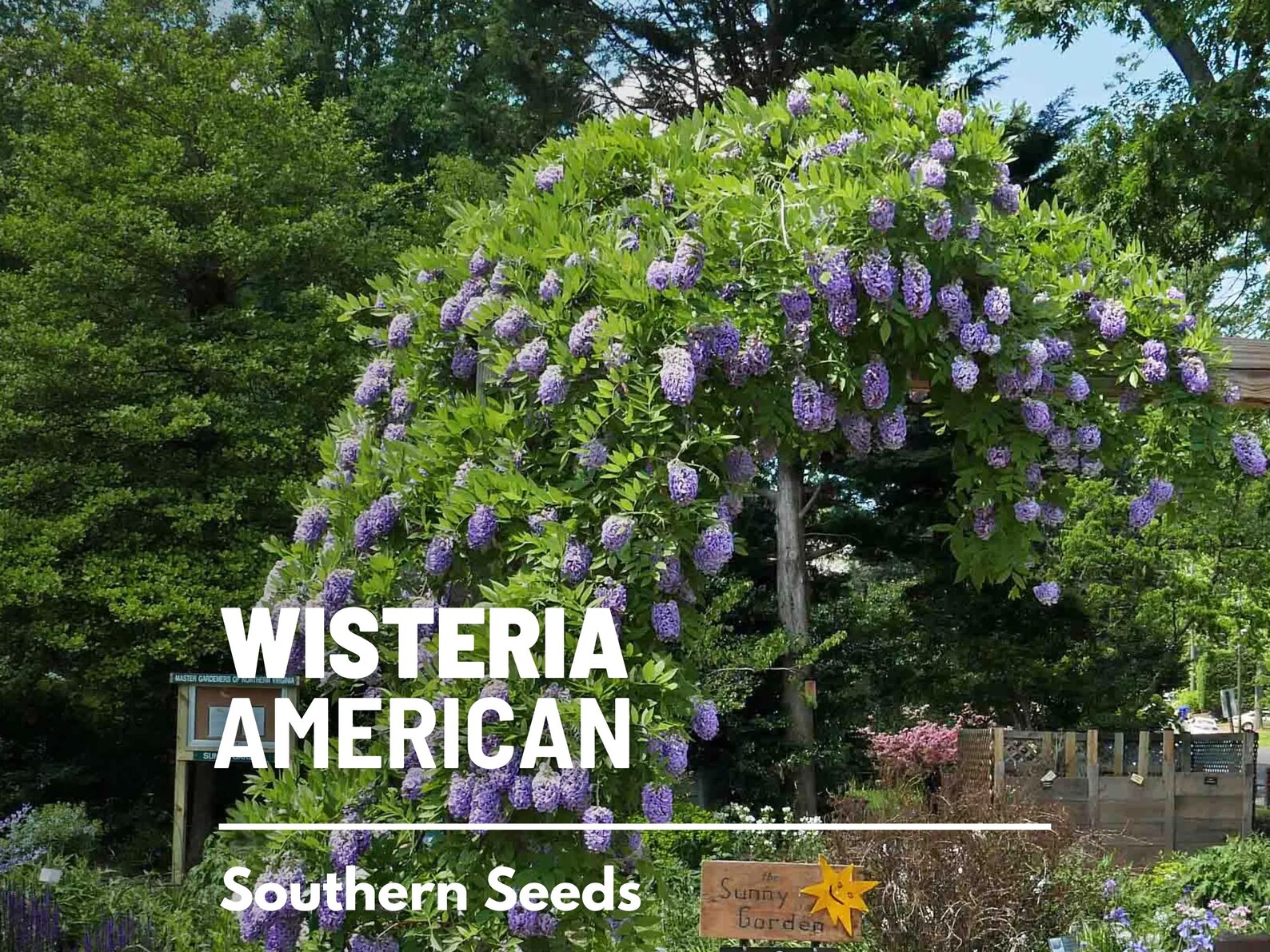  American Wisteria Seeds – Heirloom Perennial Vine, Purple-Blue Flowering Clusters (5 Seeds) 