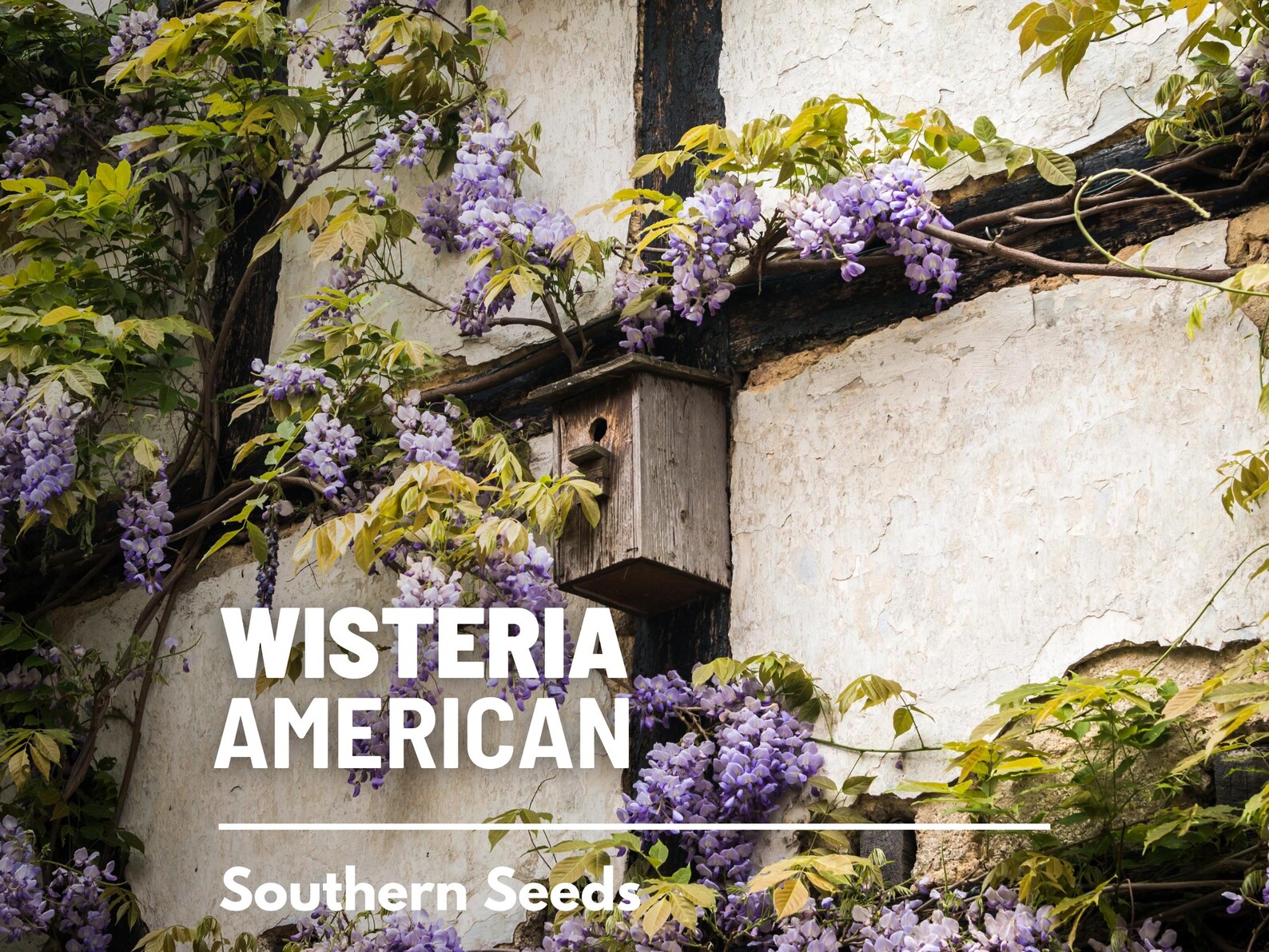  American Wisteria Seeds – Heirloom Perennial Vine, Purple-Blue Flowering Clusters (5 Seeds) 