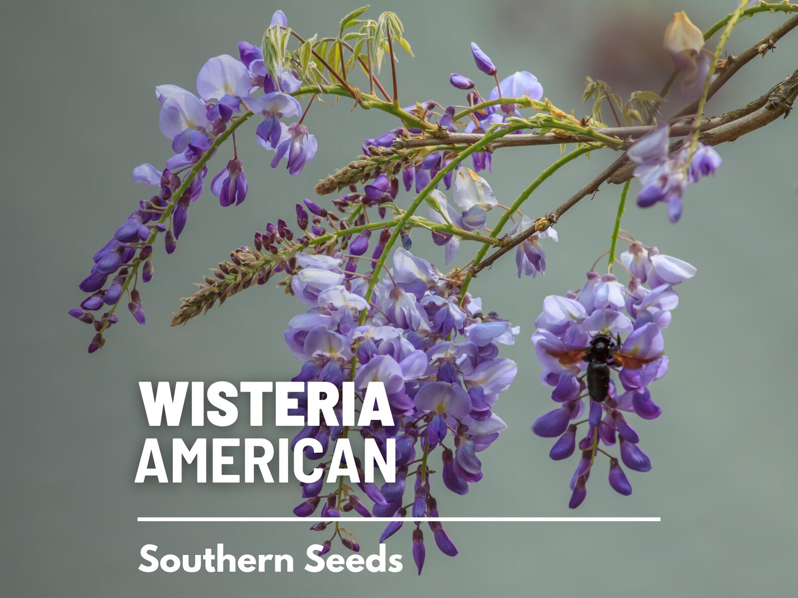  American Wisteria Seeds – Heirloom Perennial Vine, Purple-Blue Flowering Clusters (5 Seeds) 