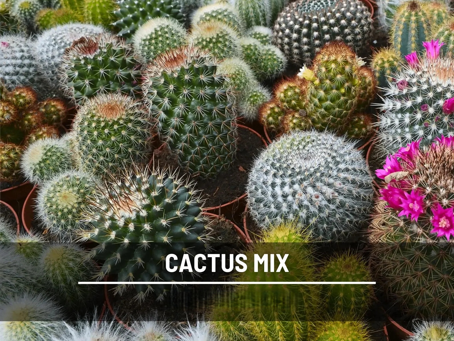  Cactus Mix Seeds – Heirloom Cacti and Succulents, Drought Tolerant (30 Seeds) 