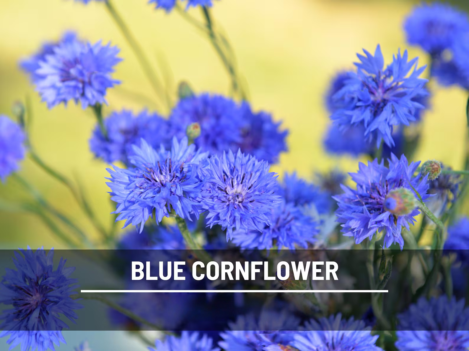  Blue Cornflower (Bachelor’s Button) Seeds – Heirloom, Easy to Grow Tall Variety (100 Seeds) 