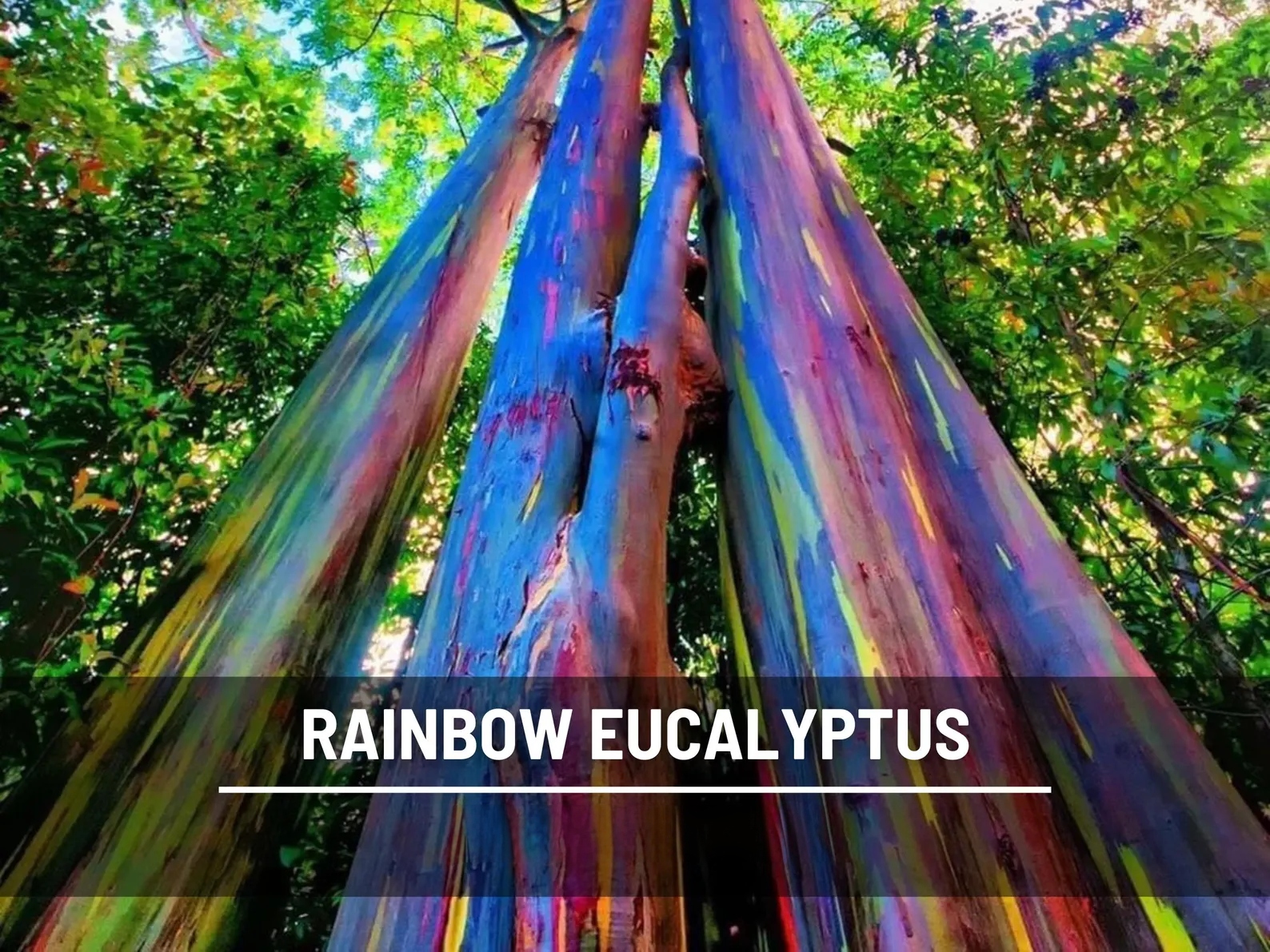  Rainbow Eucalyptus Tree Seeds – Heirloom Colorful Bark, Ornamental Landscape (100 Seeds) 