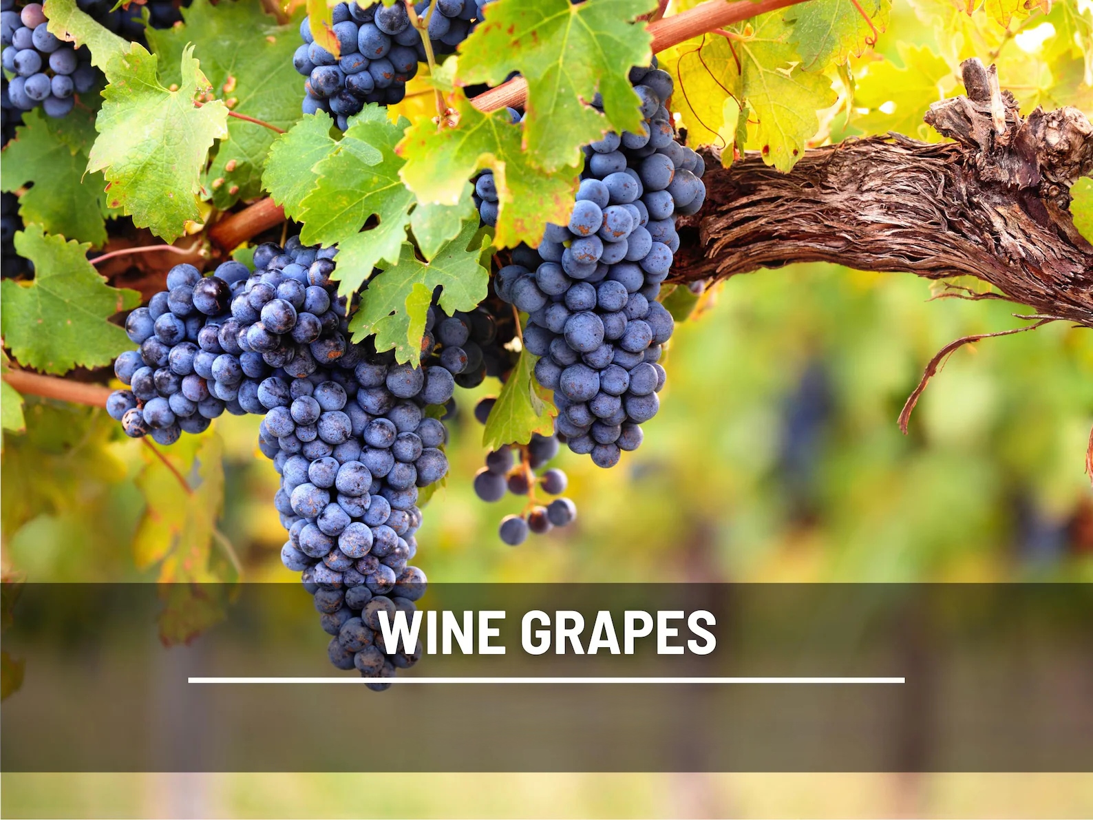 Wine Grape Seeds – Heirloom Fruit, Wine-Making & Vineyard Favorite, Classic Grape Variety | 35 Seeds 