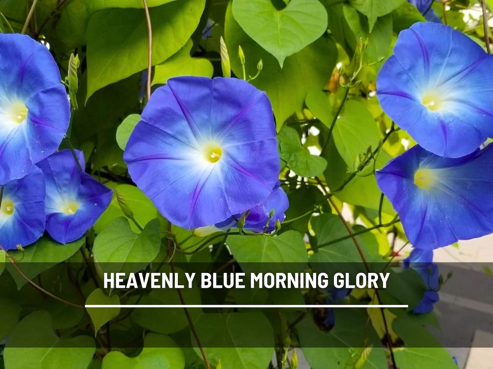  Heavenly Blue Morning Glory Seeds - Heirloom Vine, Brilliant Blue Blooms (50 Seeds) 