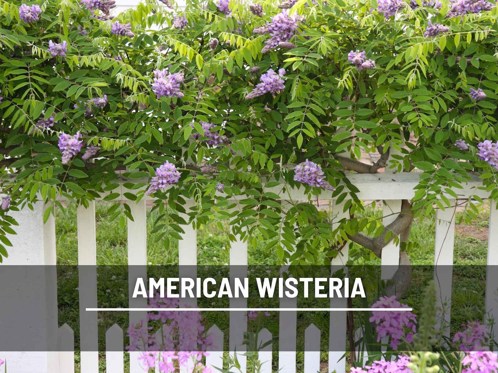  American Wisteria Seeds – Heirloom Perennial Vine, Purple-Blue Flowering Clusters (5 Seeds) 