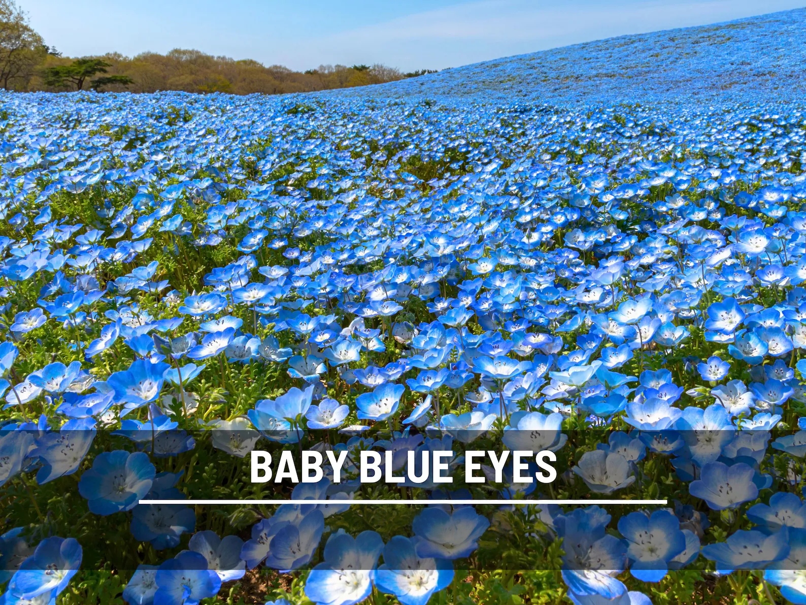  Baby Blue Eyes Seeds – Heirloom Wildflower, Sky-Blue Blooms, California Native (200 Seeds) 