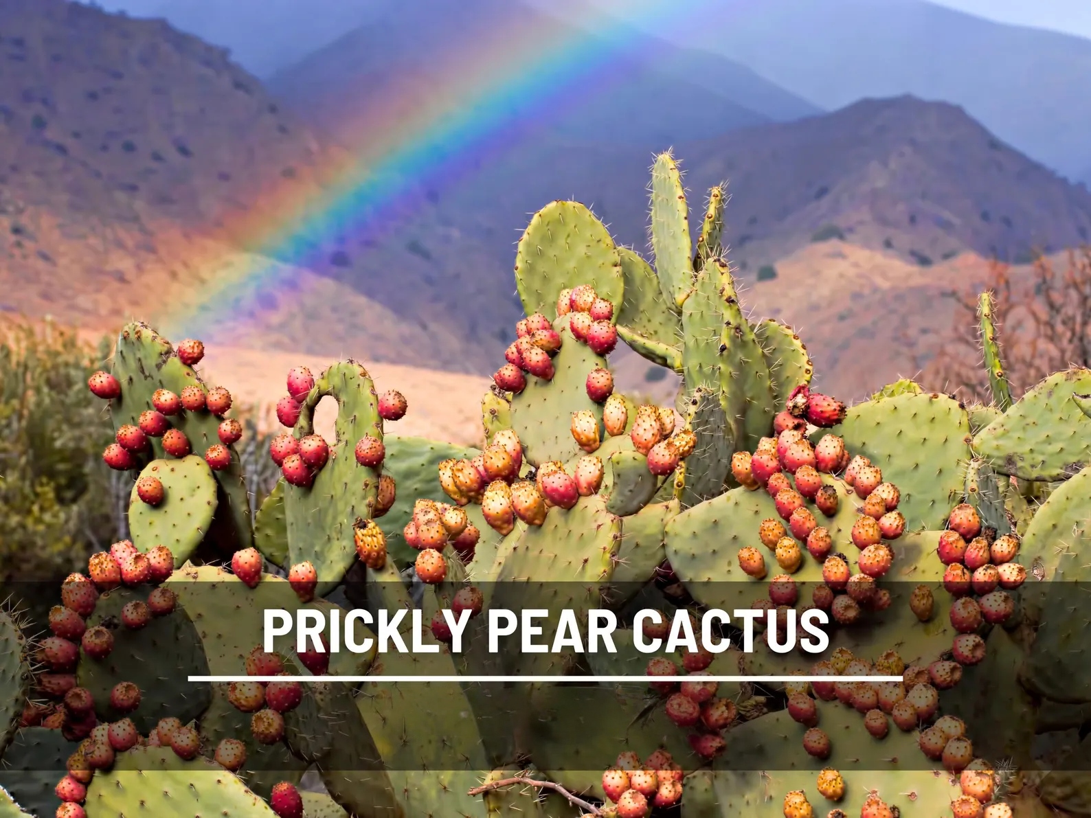  Prickly Pear Cactus Seeds – Heirloom Indian Fig Opuntia, Edible Pads and Fruit (15 Seeds) 