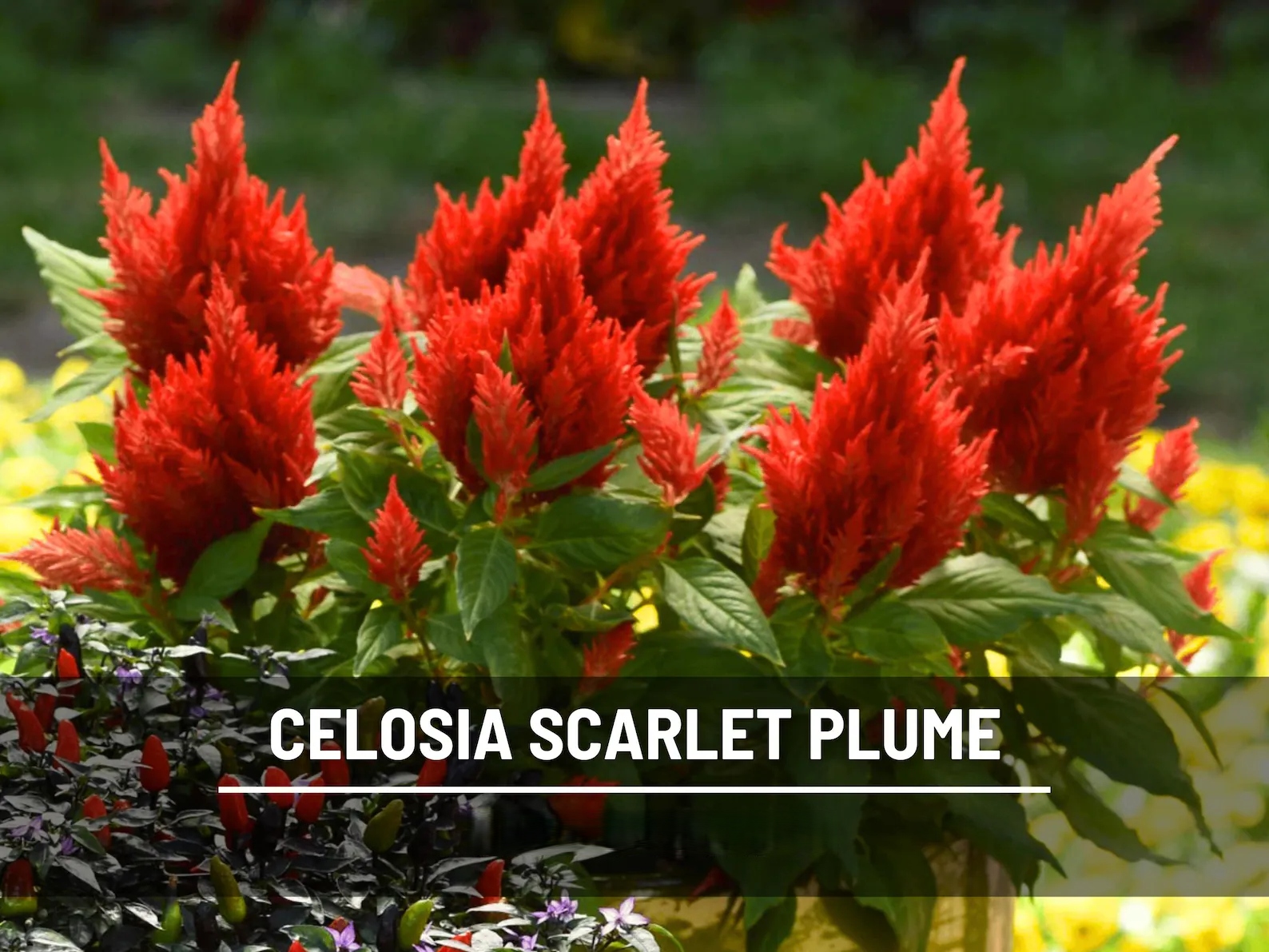  Celosia Scarlet Plume Seeds – Heirloom Ornamental Flower, Non‑GMO & Open Pollinated, Fiery Scarlet Plumes, Cut Flower Favorite | 100 Seeds 