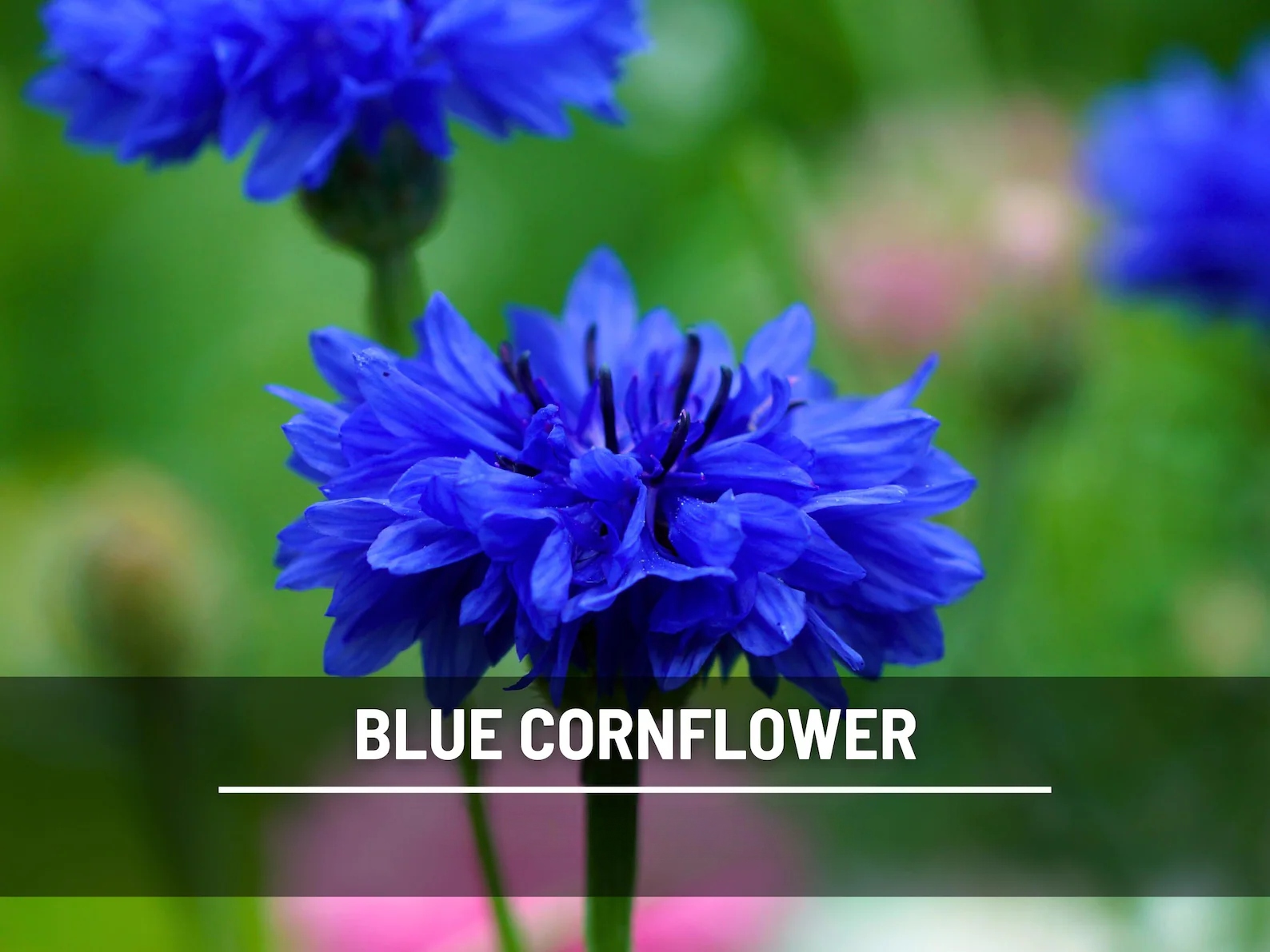  Blue Cornflower (Bachelor’s Button) Seeds – Heirloom, Easy to Grow Tall Variety (100 Seeds) 