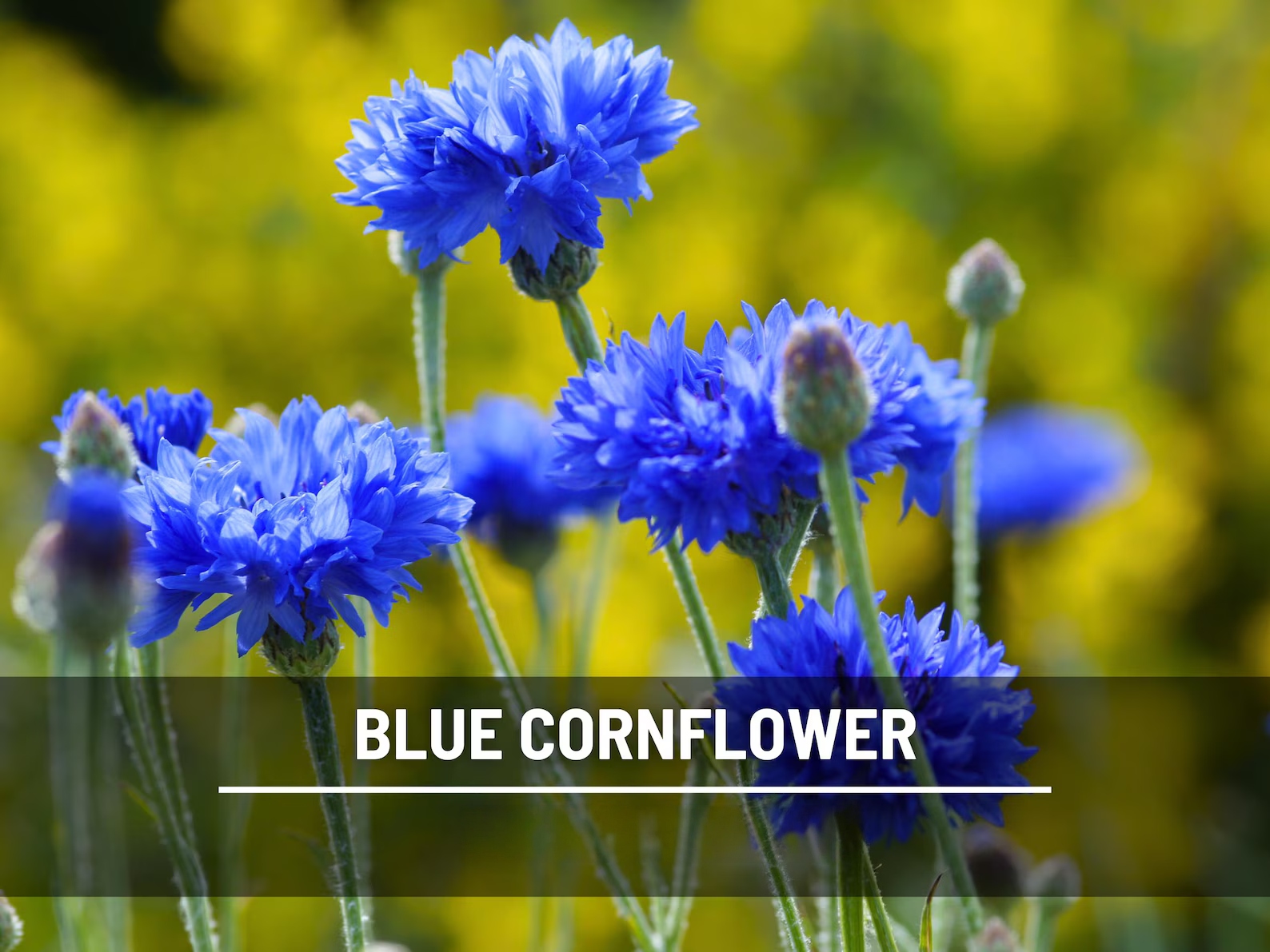  Blue Cornflower (Bachelor’s Button) Seeds – Heirloom, Easy to Grow Tall Variety (100 Seeds) 