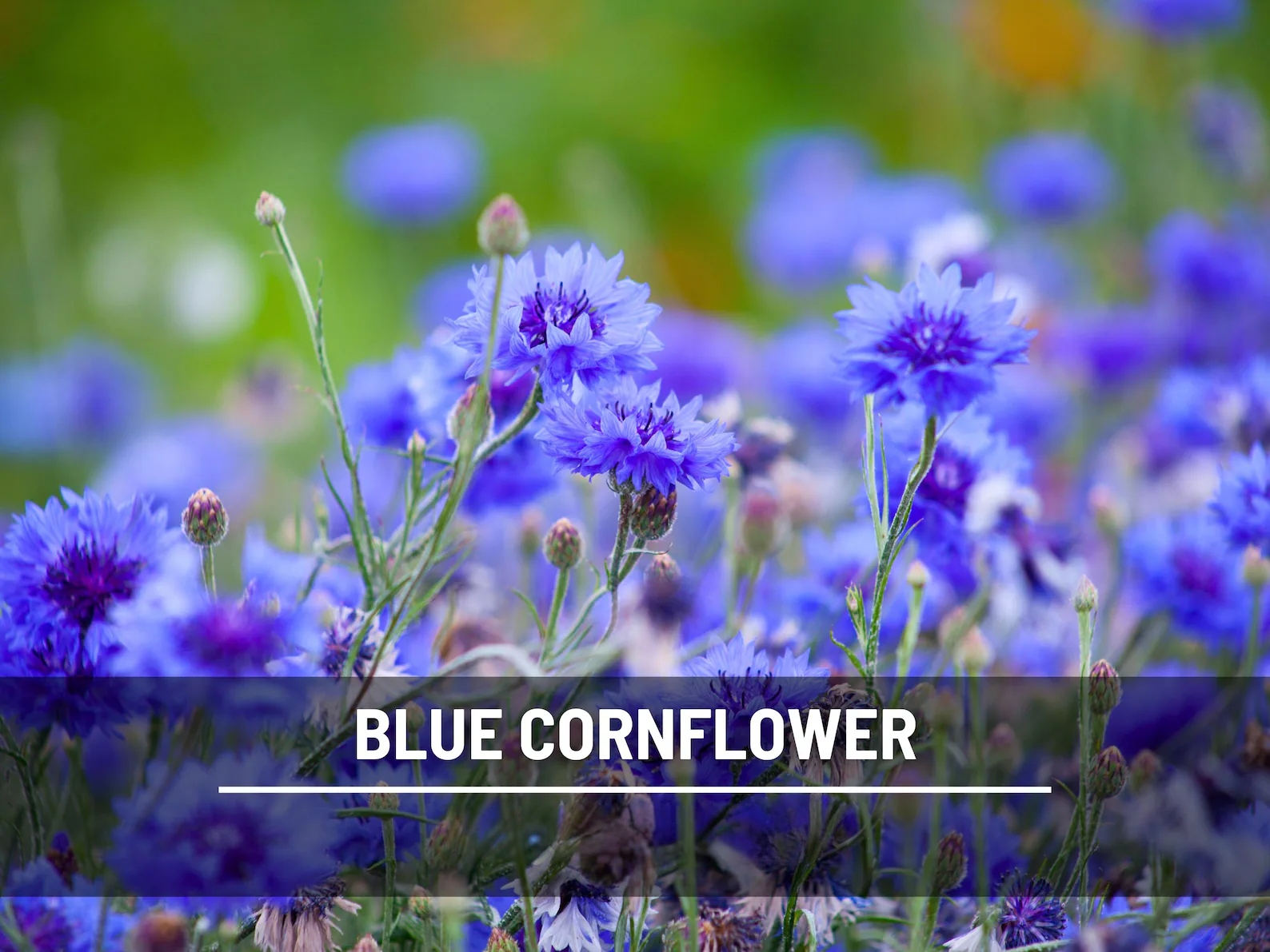  Blue Cornflower (Bachelor’s Button) Seeds – Heirloom, Easy to Grow Tall Variety (100 Seeds) 