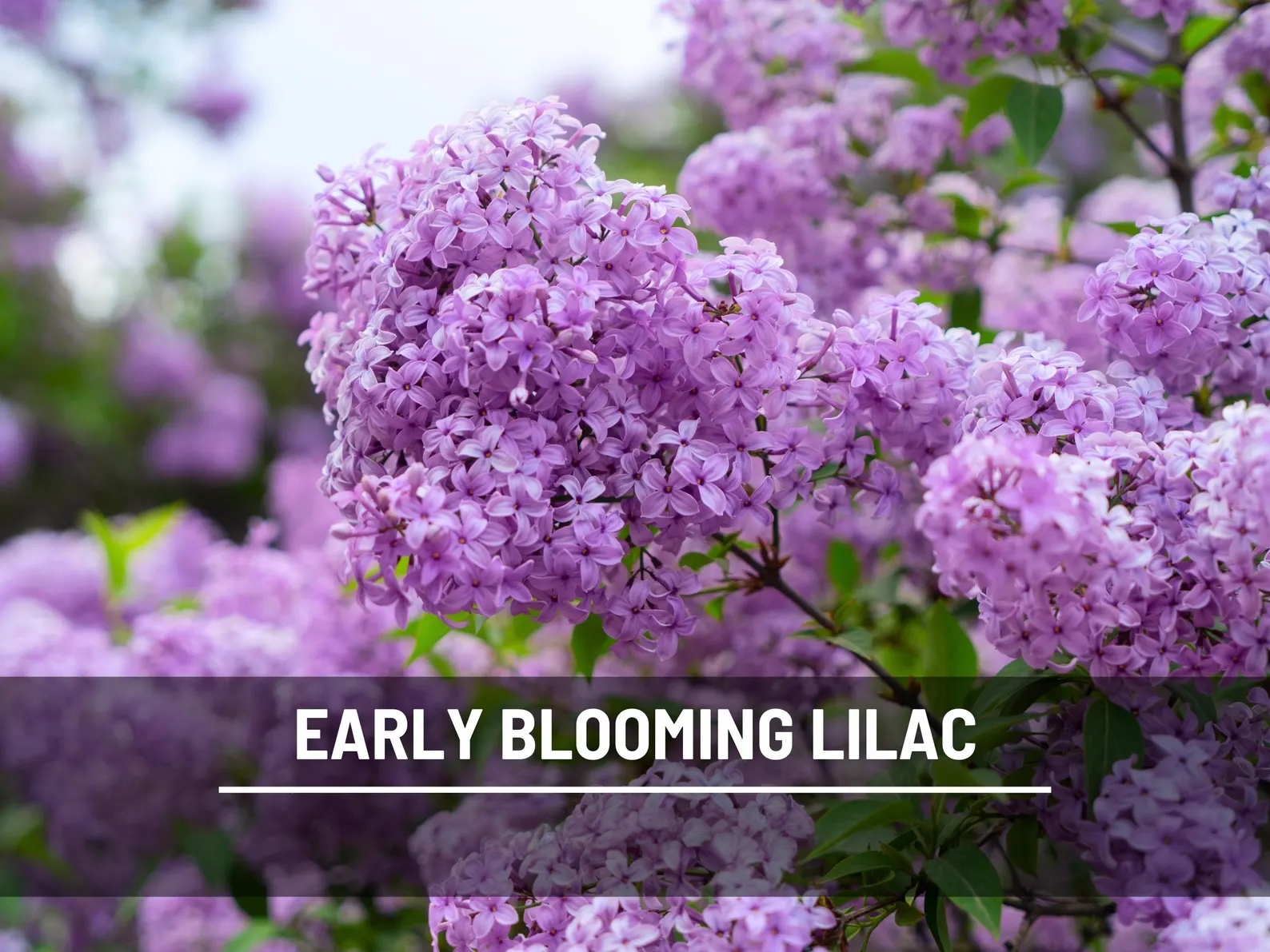  Early Blooming Lilac Seeds – Heirloom Shrub, Fragrant and Beautiful Blooms, Early Spring Flowering | 30 Seeds 