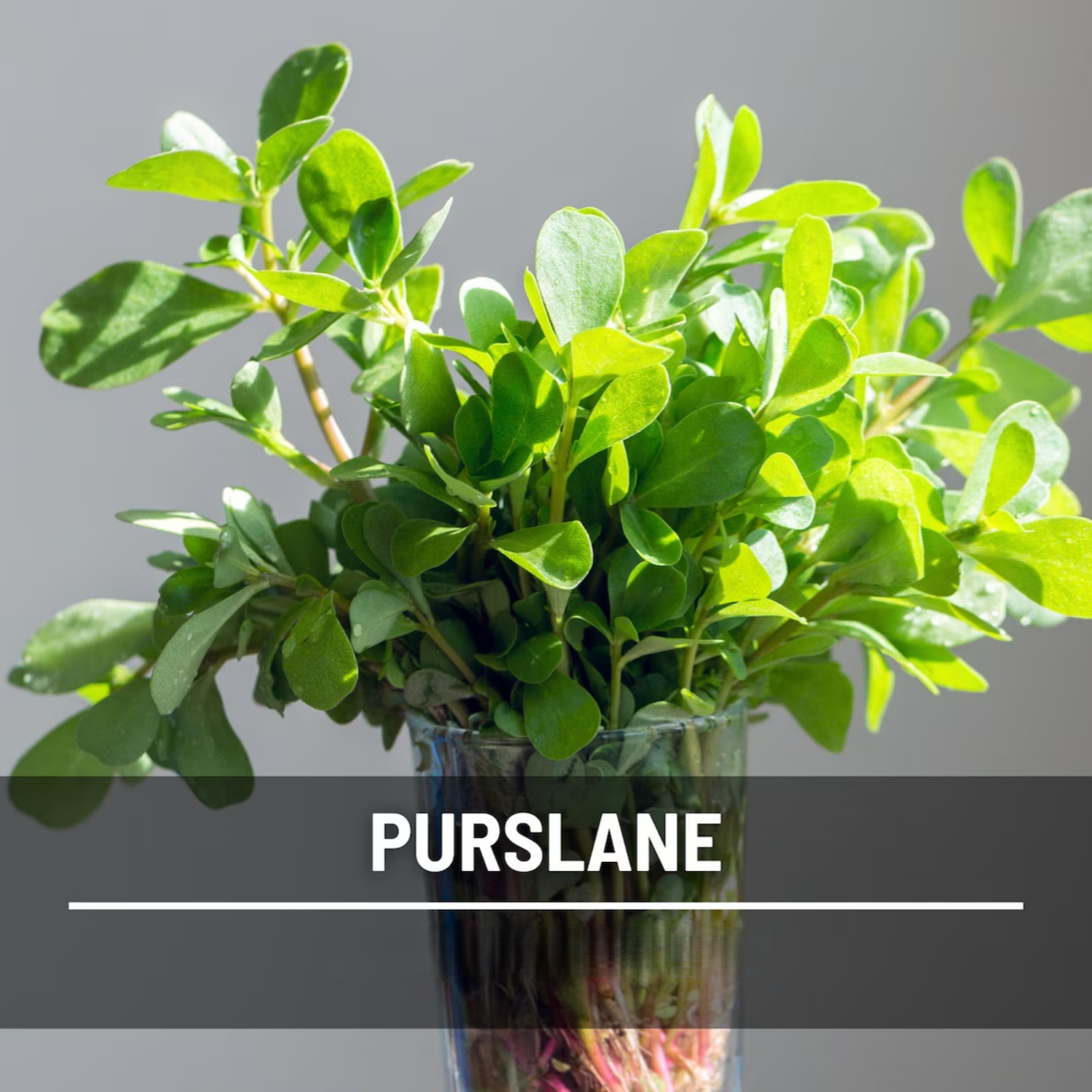  Purslane Seeds – Green Heirloom Leafy Green, Tangy and Nutritious, Culinary & Medicinal, Easy to Grow | 100 Seeds 