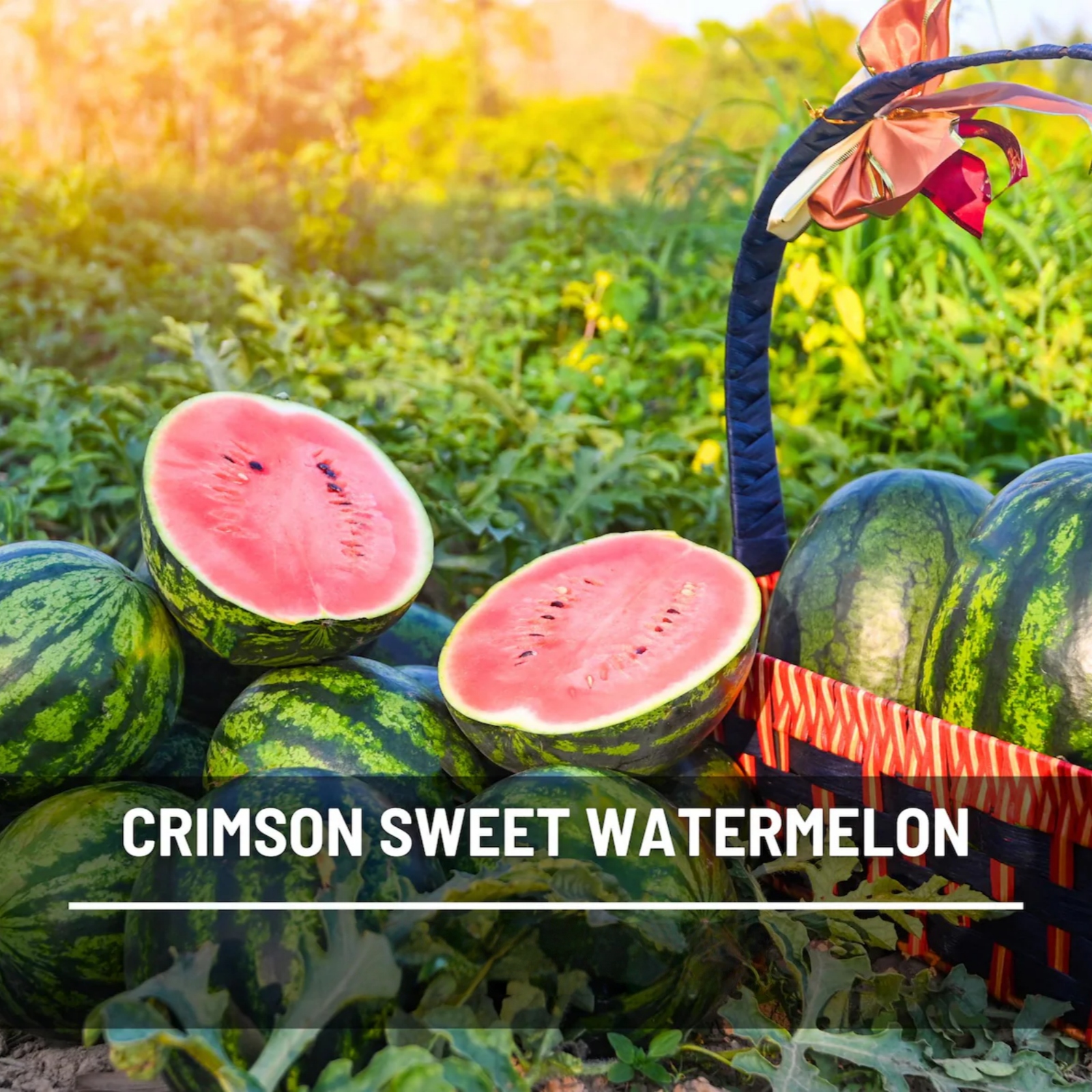 Crimson Sweet Watermelon Seeds – Heirloom Fruit, Large Sweet and Juicy Melon, Perfect for BBQs, Picnics, Parties, Easy to Grow | 25 Seeds 