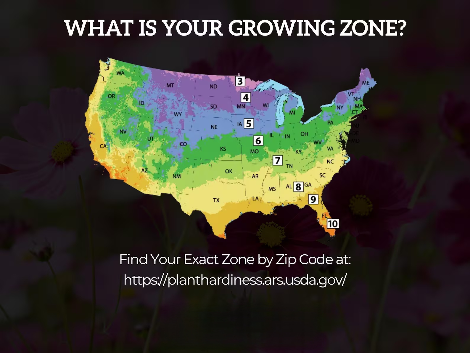 Small Sugar Pumpkin Seeds - Heirloom, Compact & Sweet, Non-GMO (15 Seeds) 