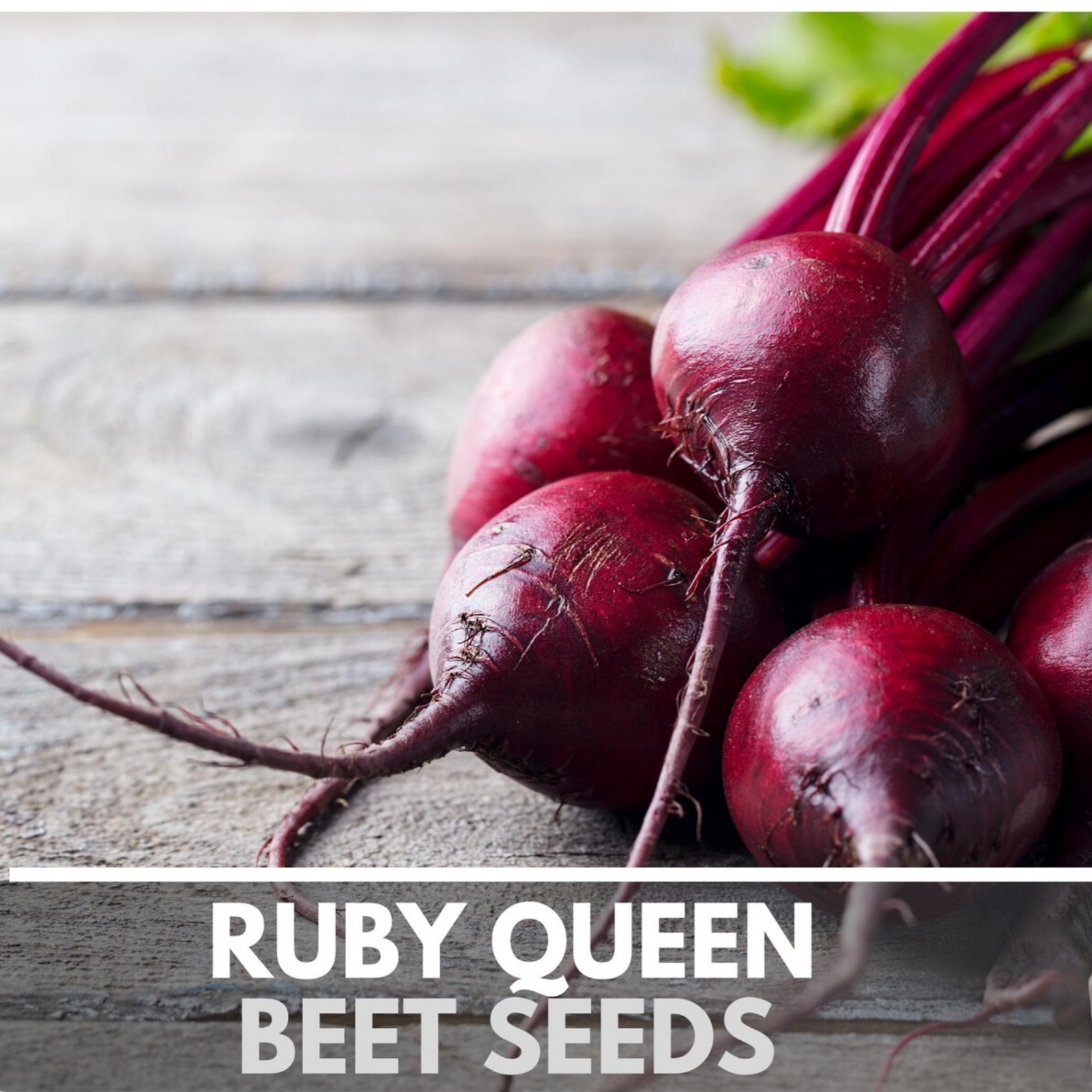  Ruby Queen Beet Heirloom Non-GMO Seeds 