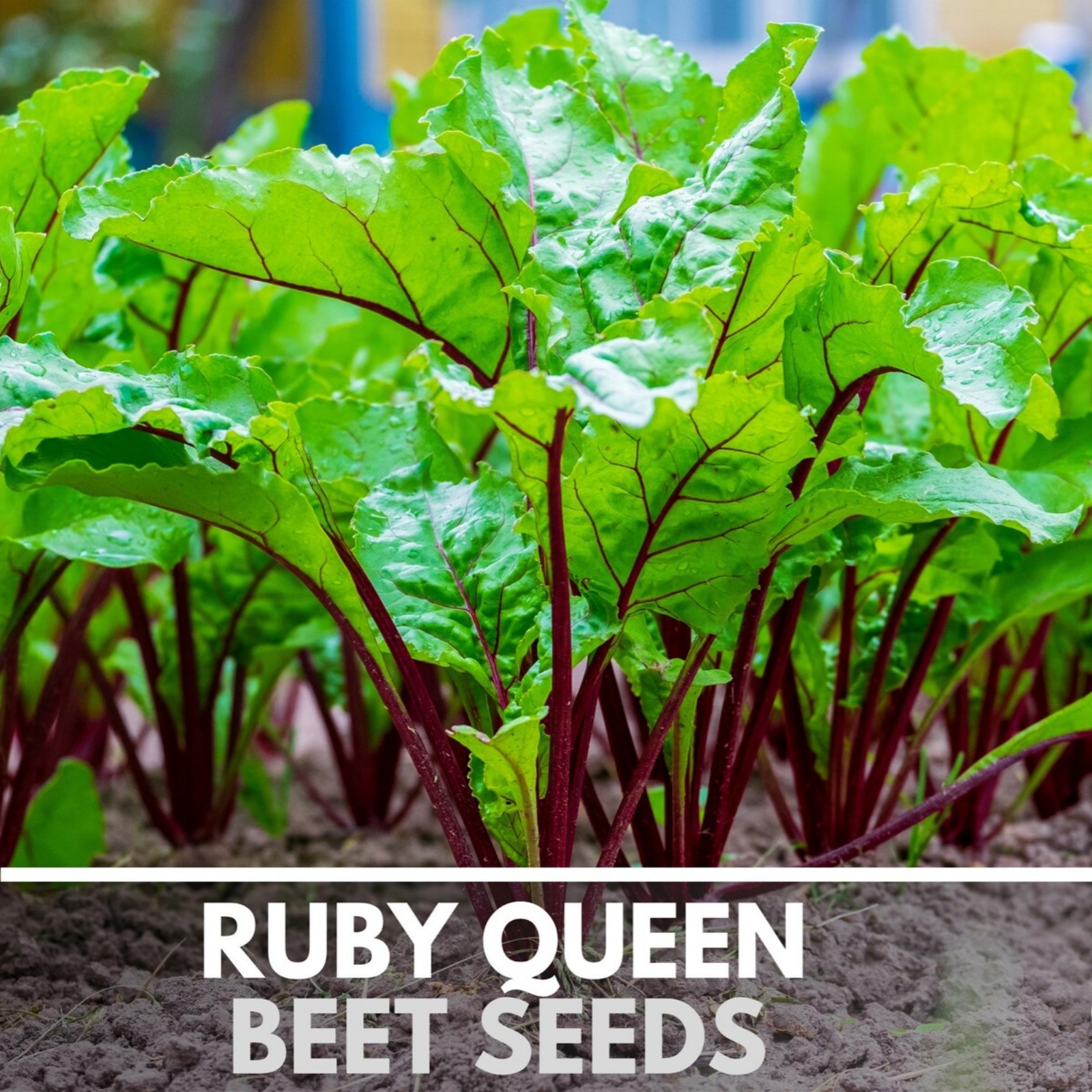  Ruby Queen Beet Heirloom Non-GMO Seeds 