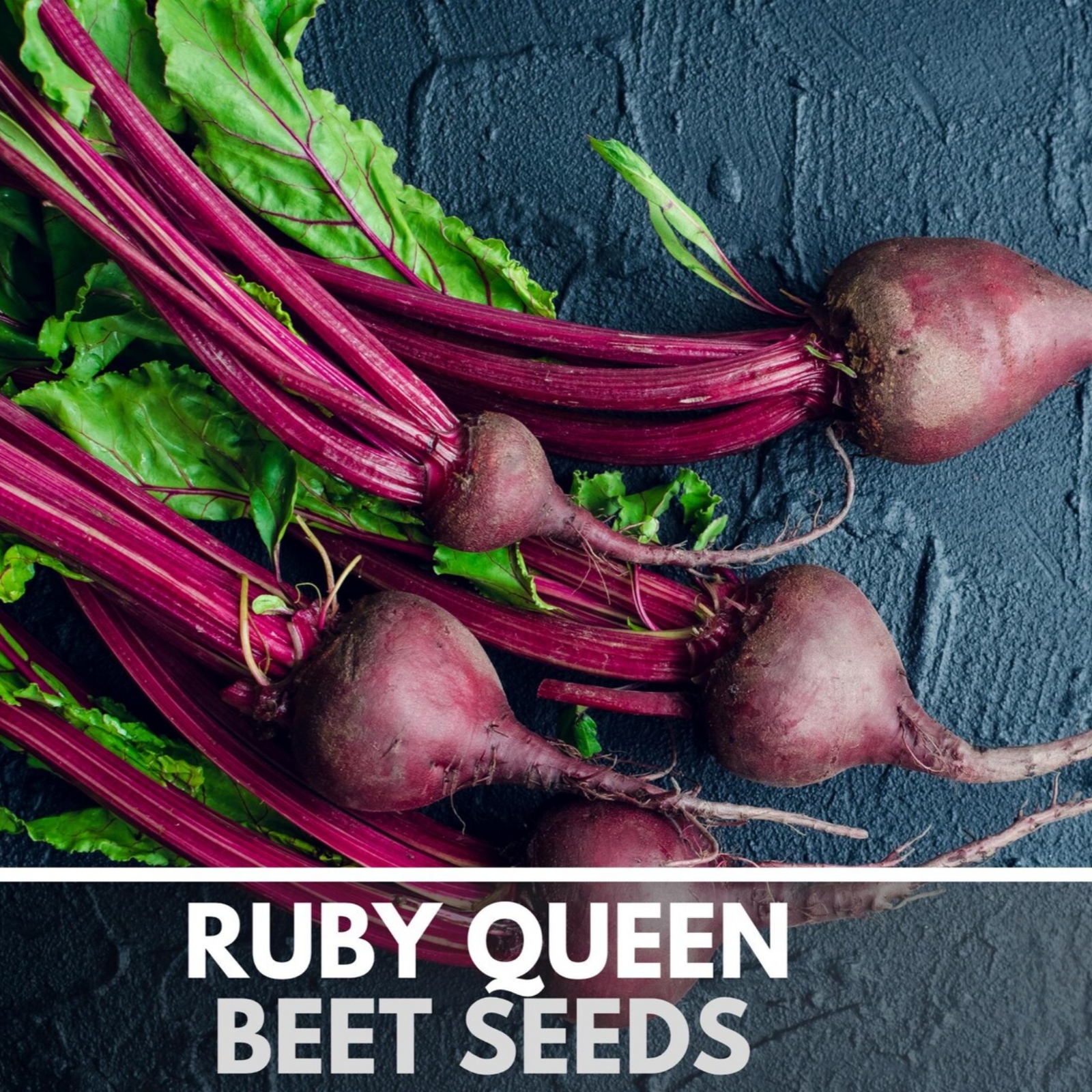  Ruby Queen Beet Heirloom Non-GMO Seeds 
