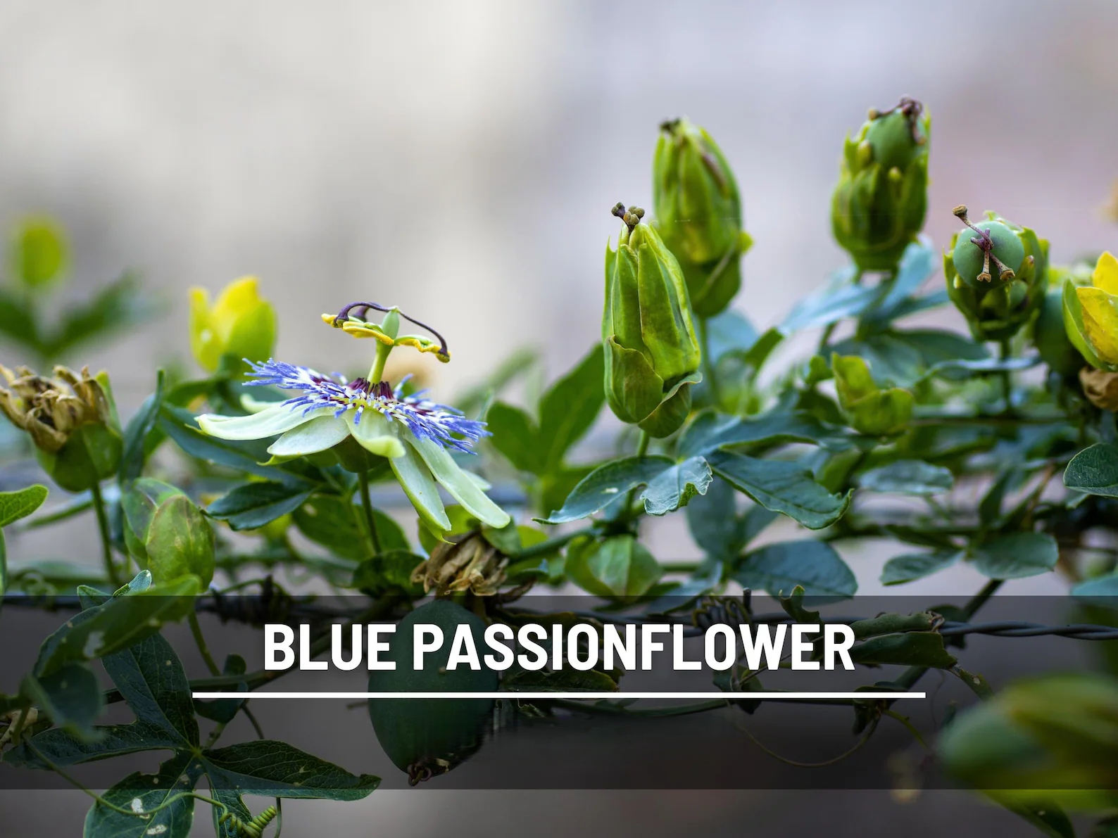  Blue Passionflower Seeds (Passiflora caerulea) – Heirloom, Exotic Climber, Bluecrown (20 Seeds) 
