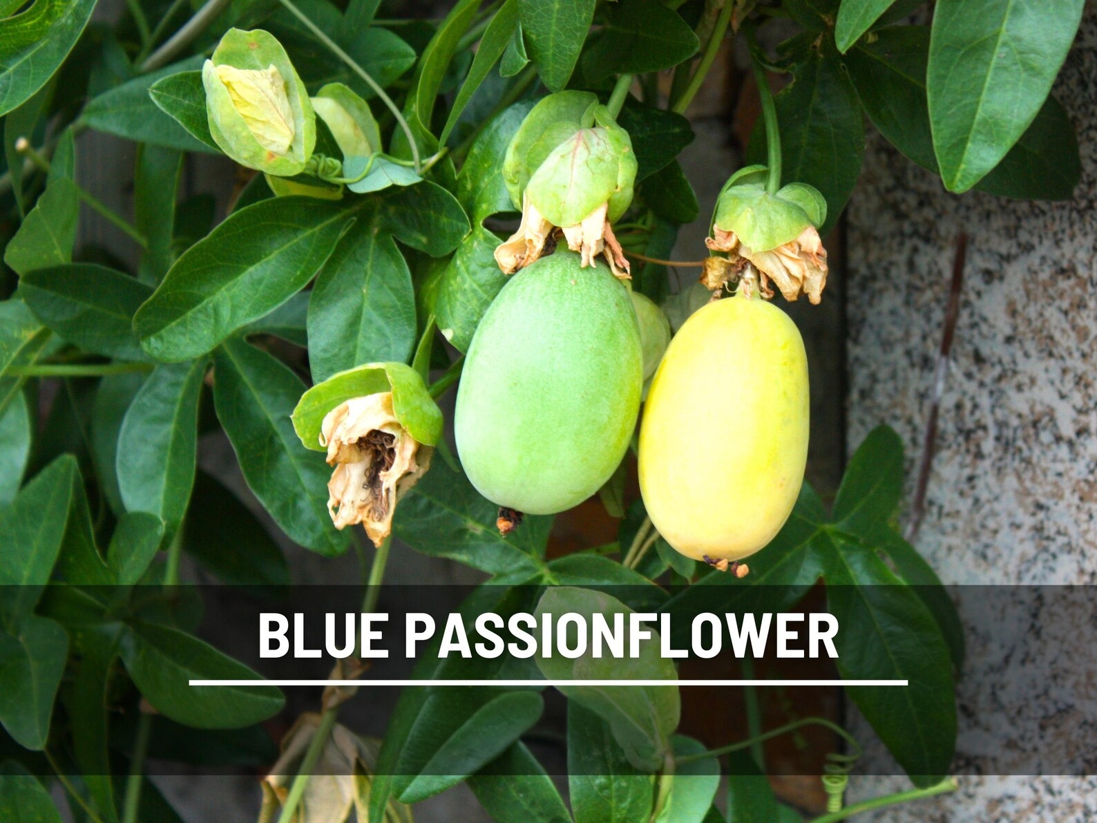  Blue Passionflower Seeds (Passiflora caerulea) – Heirloom, Exotic Climber, Bluecrown (20 Seeds) 