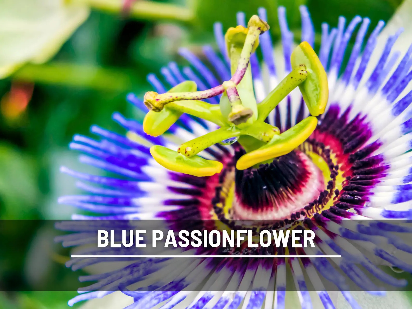  Blue Passionflower Seeds (Passiflora caerulea) – Heirloom, Exotic Climber, Bluecrown (20 Seeds) 