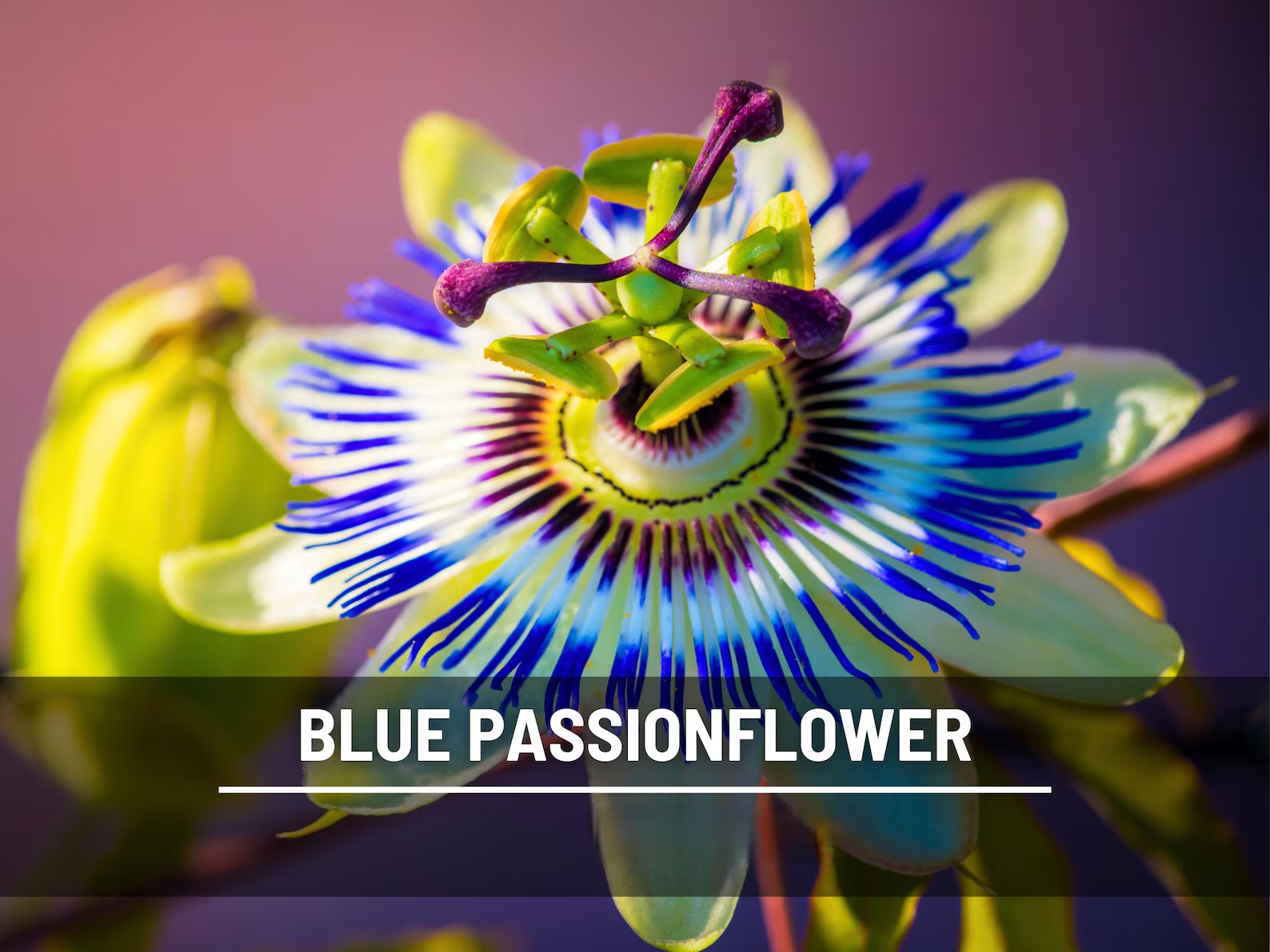  Blue Passionflower Seeds (Passiflora caerulea) – Heirloom, Exotic Climber, Bluecrown (20 Seeds) 