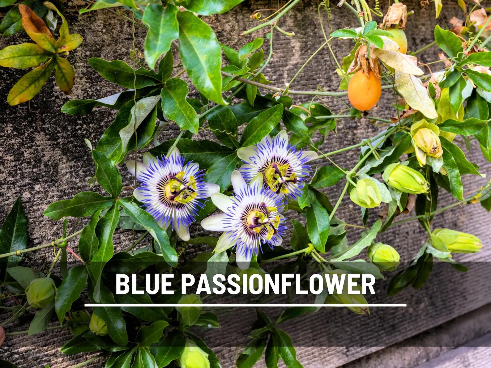  Blue Passionflower Seeds (Passiflora caerulea) – Heirloom, Exotic Climber, Bluecrown (20 Seeds) 
