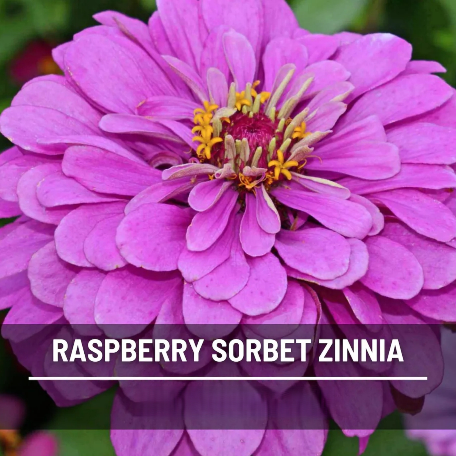  Raspberry Sorbet Zinnia Seeds – Heirloom Double Blooms, Easy to Grow (100 Seeds) 