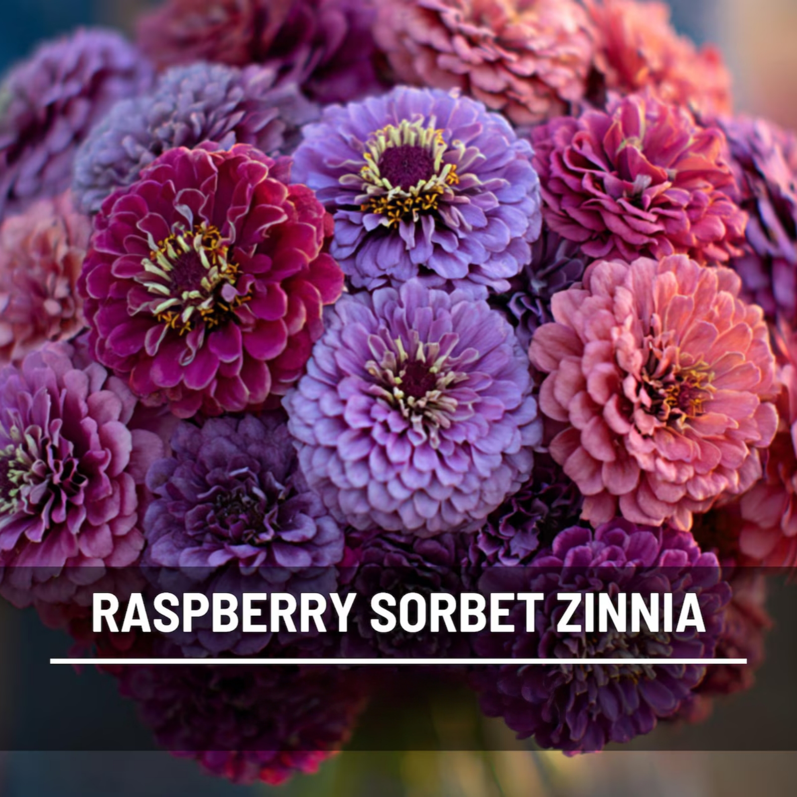  Raspberry Sorbet Zinnia Seeds – Heirloom Double Blooms, Easy to Grow (100 Seeds) 